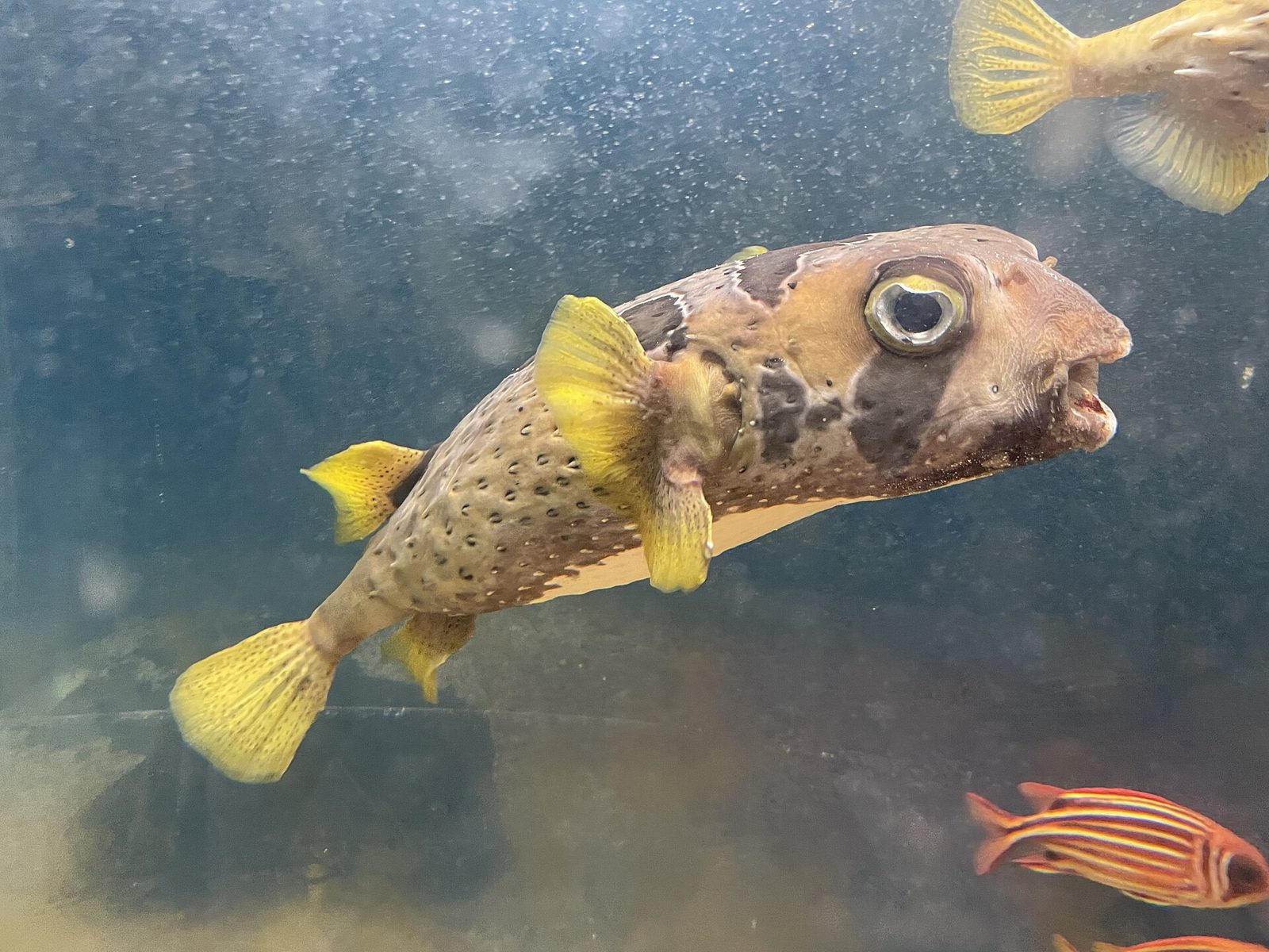 札幌の子連れモデルコース【1日】円山動物園(中学生以下無料)とサンピアザ水族館・雨天代替つき