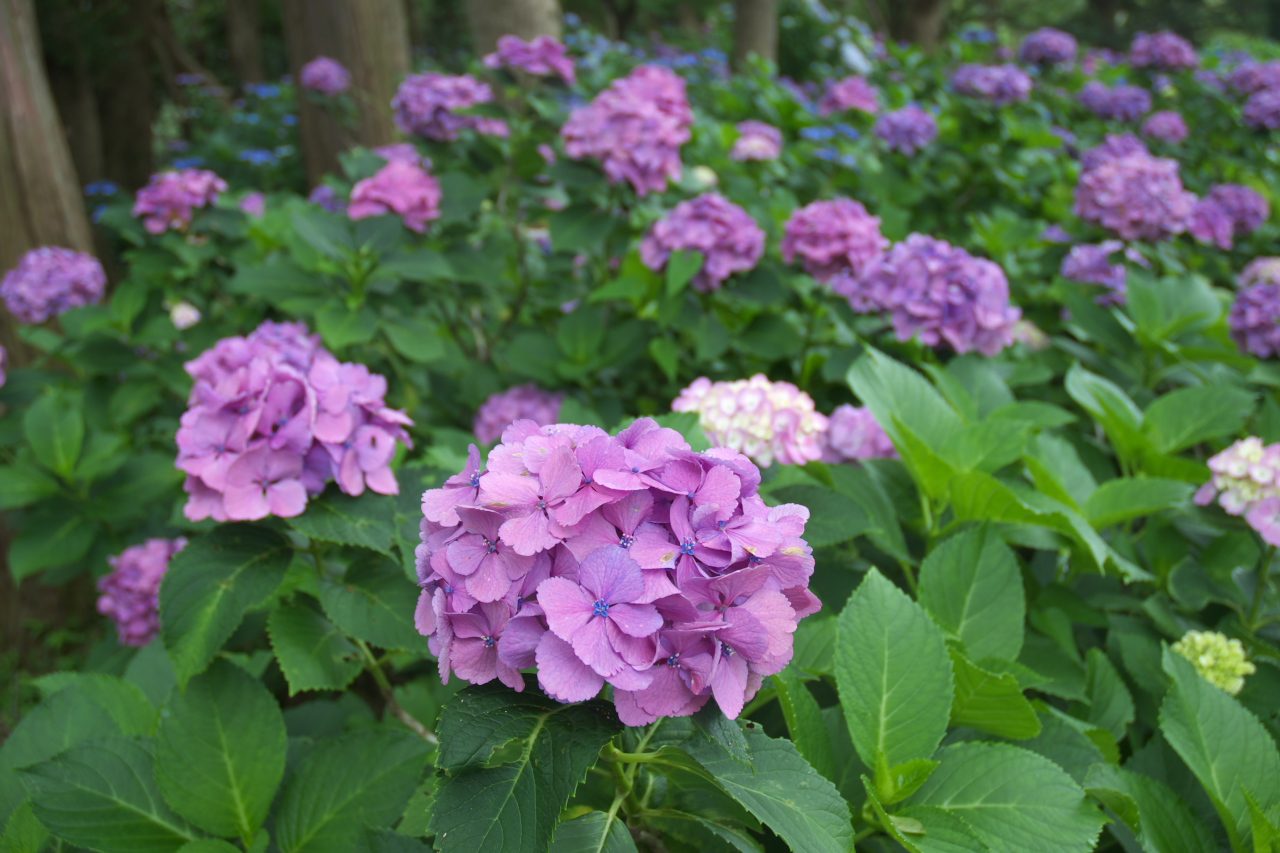 6月の伊豆は何がある?下田あじさい祭りは300万輪・海開きは7/18・バガテル公園は6/30まで無料