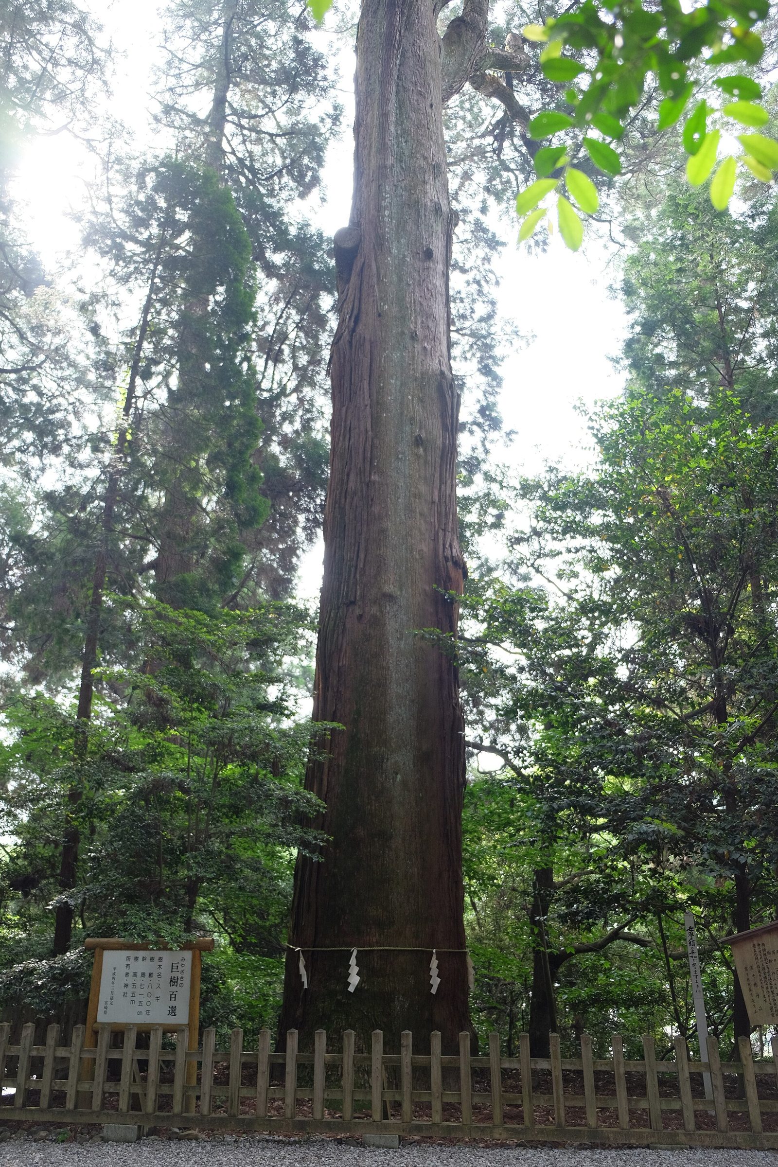 高千穂神社境内の巨杉