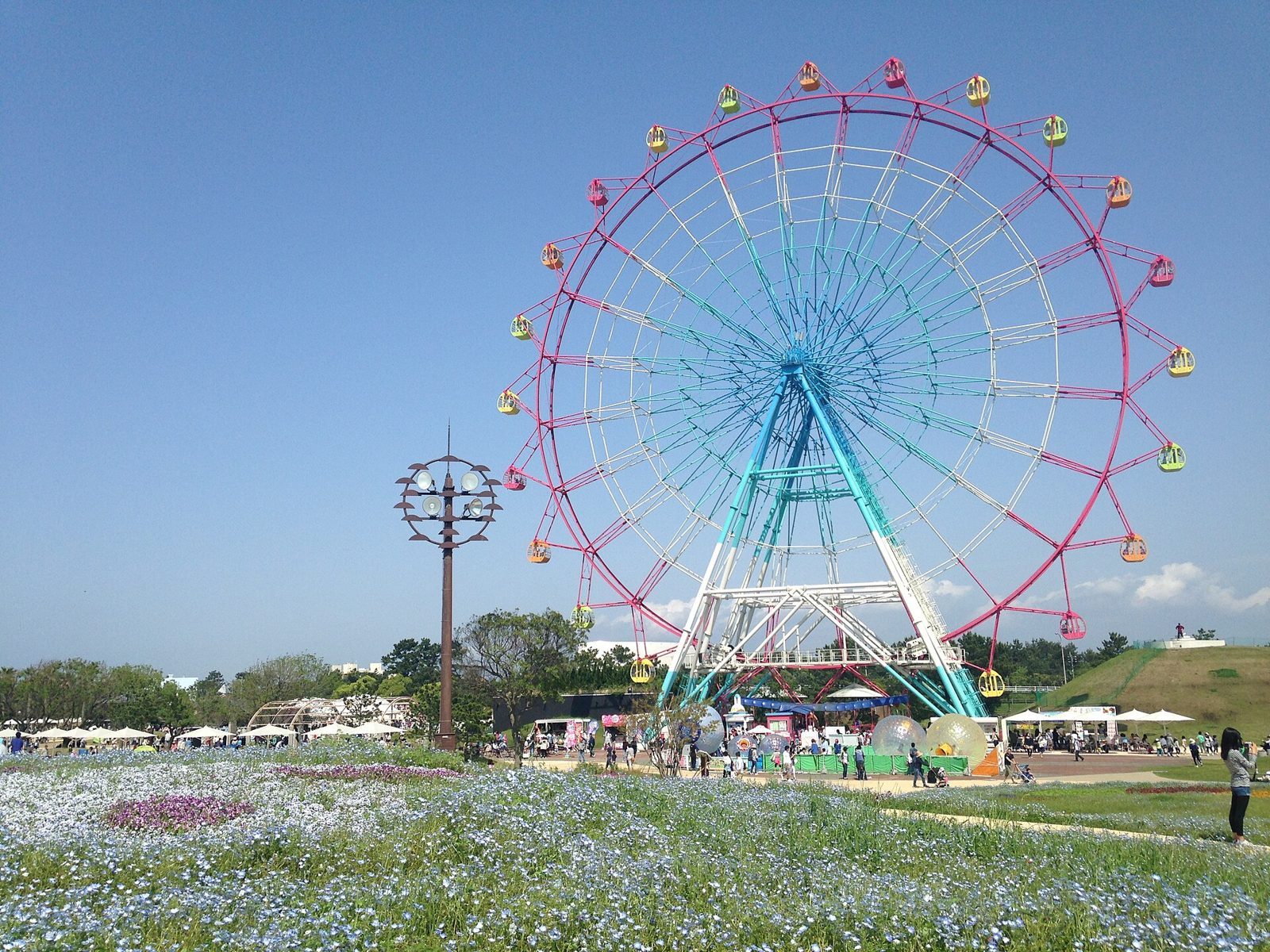 海の中道海浜公園の花畑と観覧車