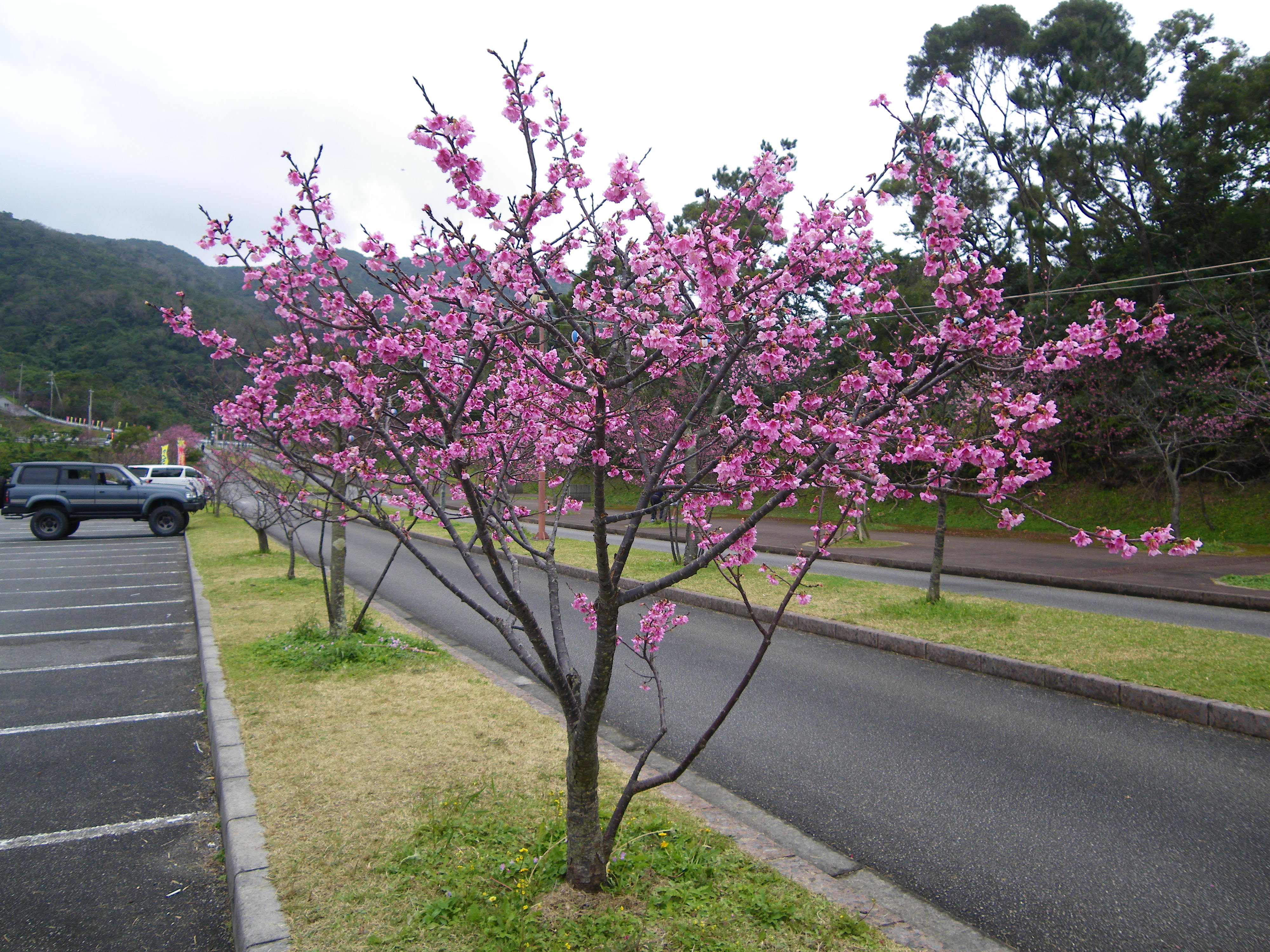 1月の沖縄は泳げる?寒緋桜まつりは1/17から・ホエールウォッチング解禁は1/8・水温22.6℃の服装