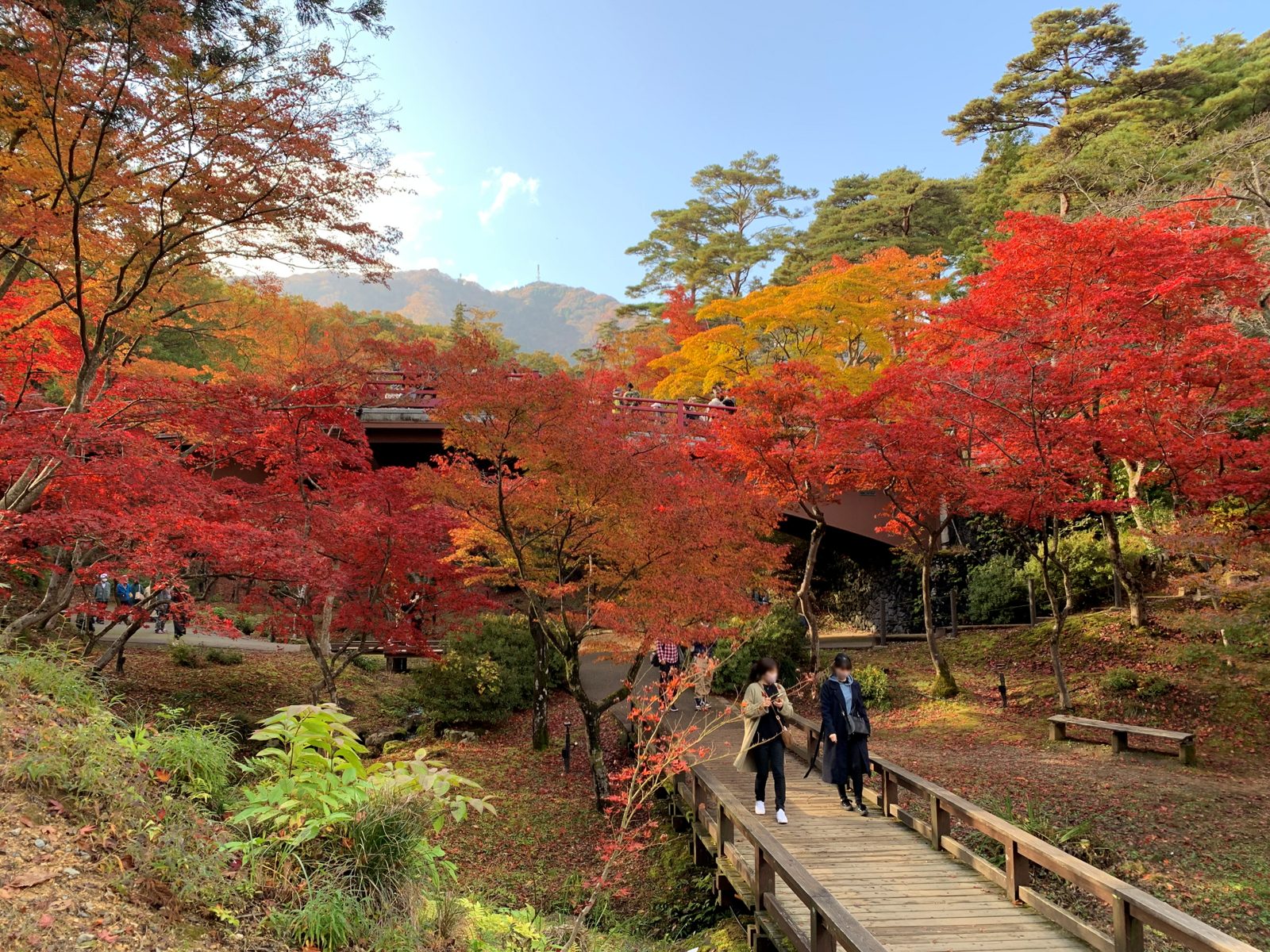弥彦公園もみじ谷の紅葉と観月橋