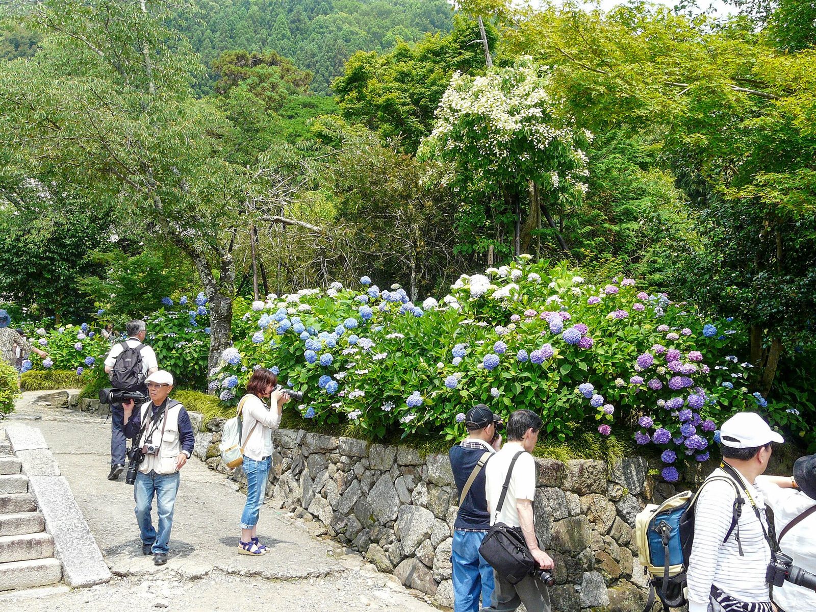 奈良観光モデルコース【6月・1日】矢田寺あじさい約1万株・大仏殿は雨でも回れる・費用つき行程表