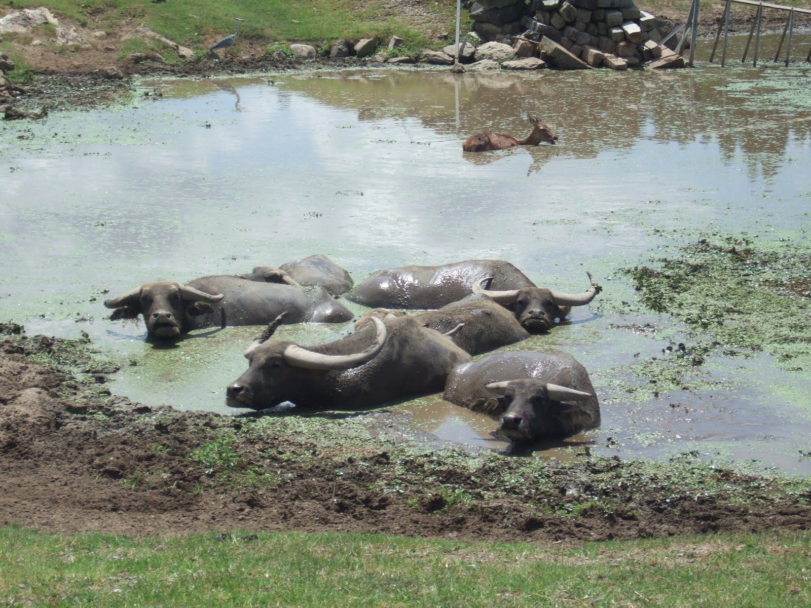 秋吉台サファリランドの所要時間と回り方｜エサやりバス約35分・入園料は2,600円に改定済み