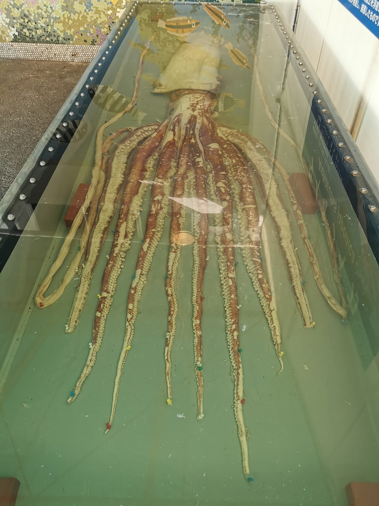 越前松島水族館の所要時間と回り方｜授乳室は4か所9室