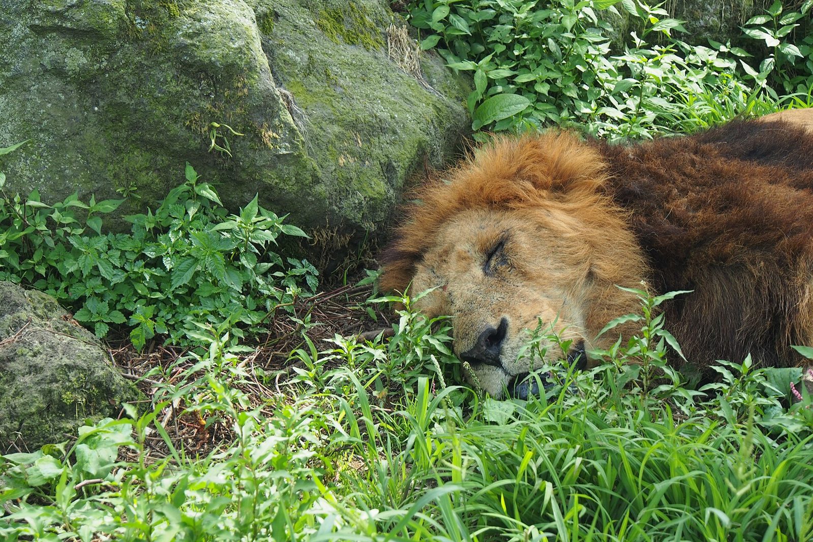 富士サファリパークの所要時間と回り方｜再入園不可に注意