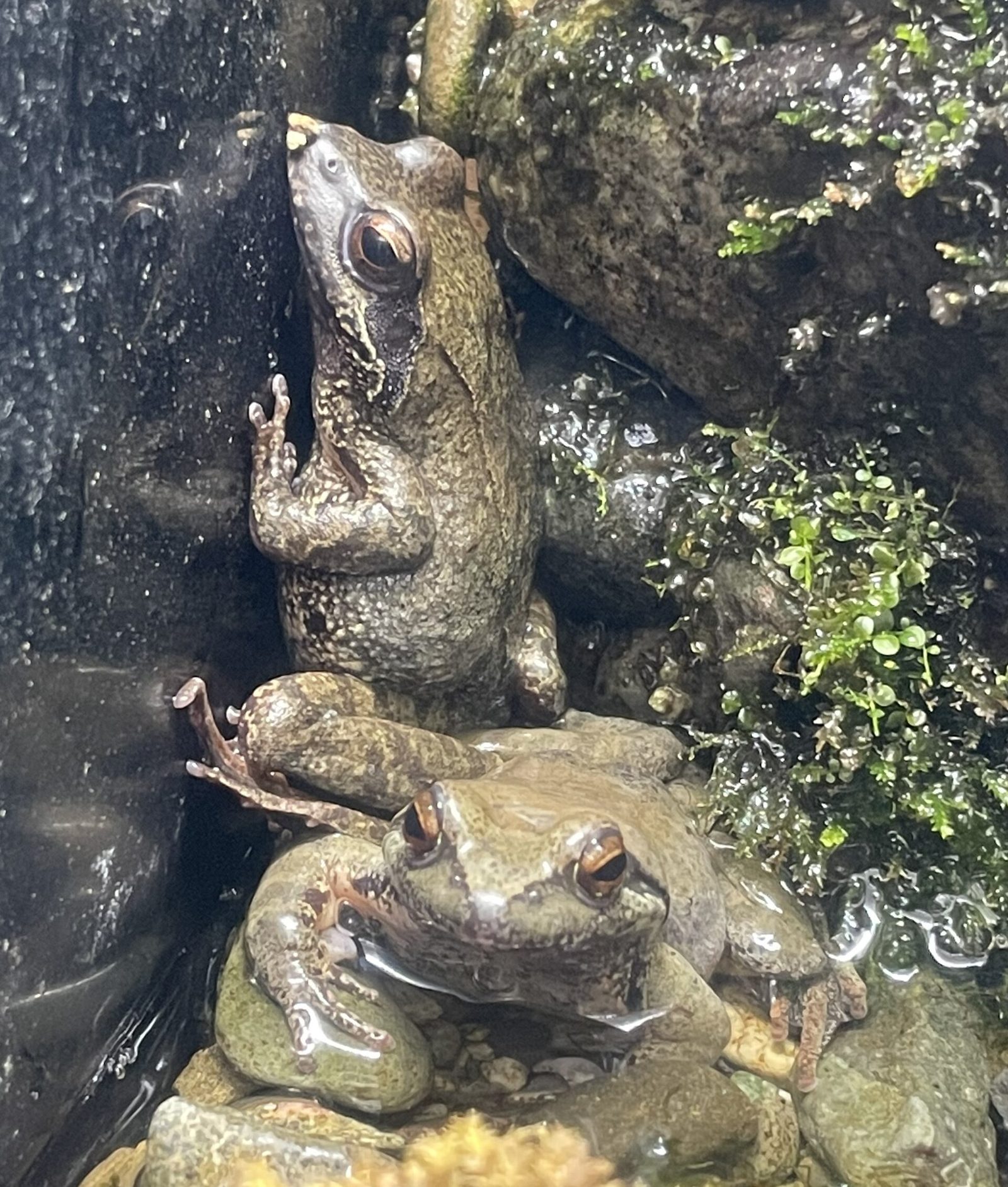 山梨県立富士湧水の里水族館の所要時間と回り方｜内陸県唯一の淡水魚水族館