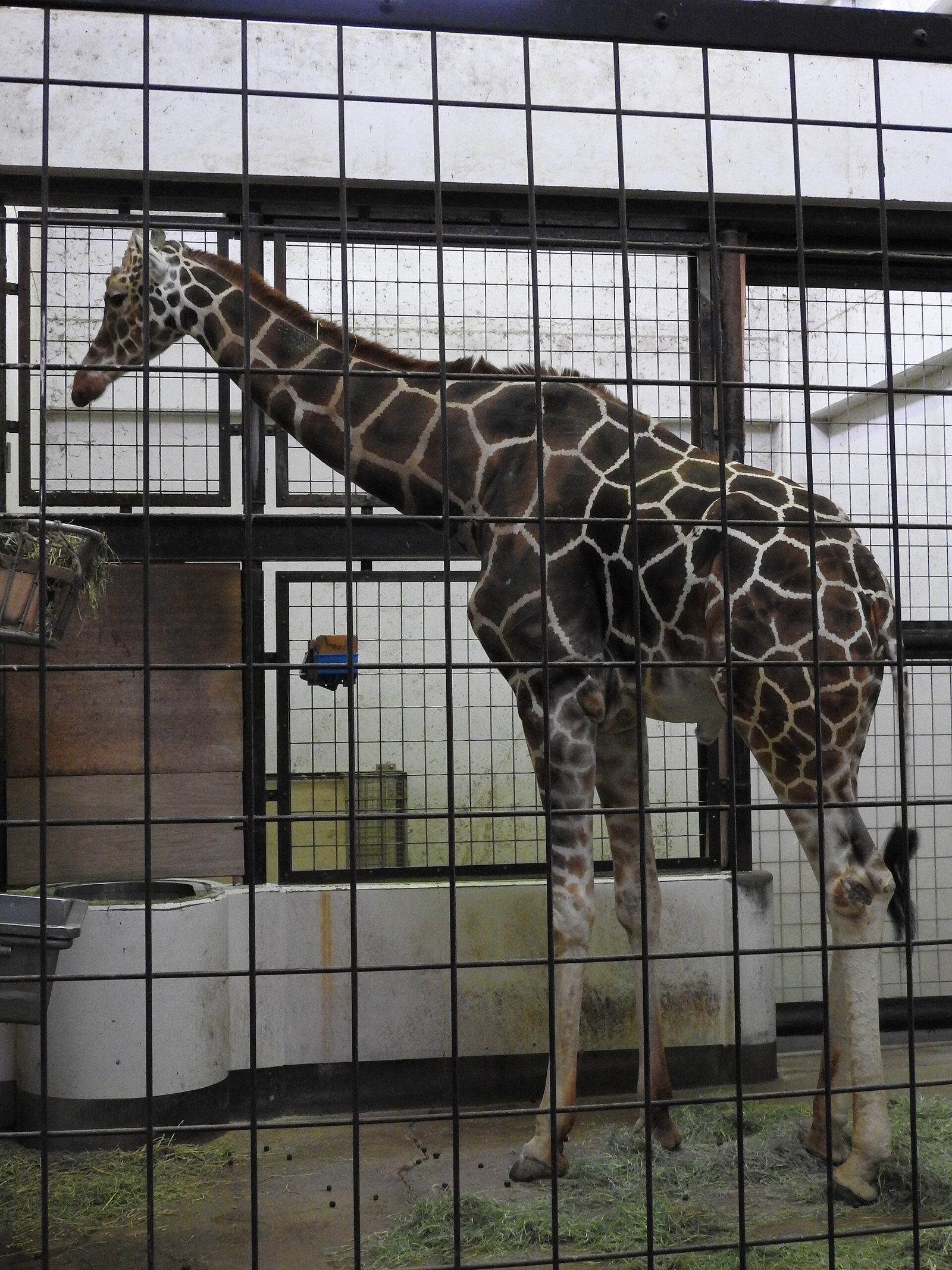いしかわ動物園の所要時間と回り方｜ふれあいは整理券制