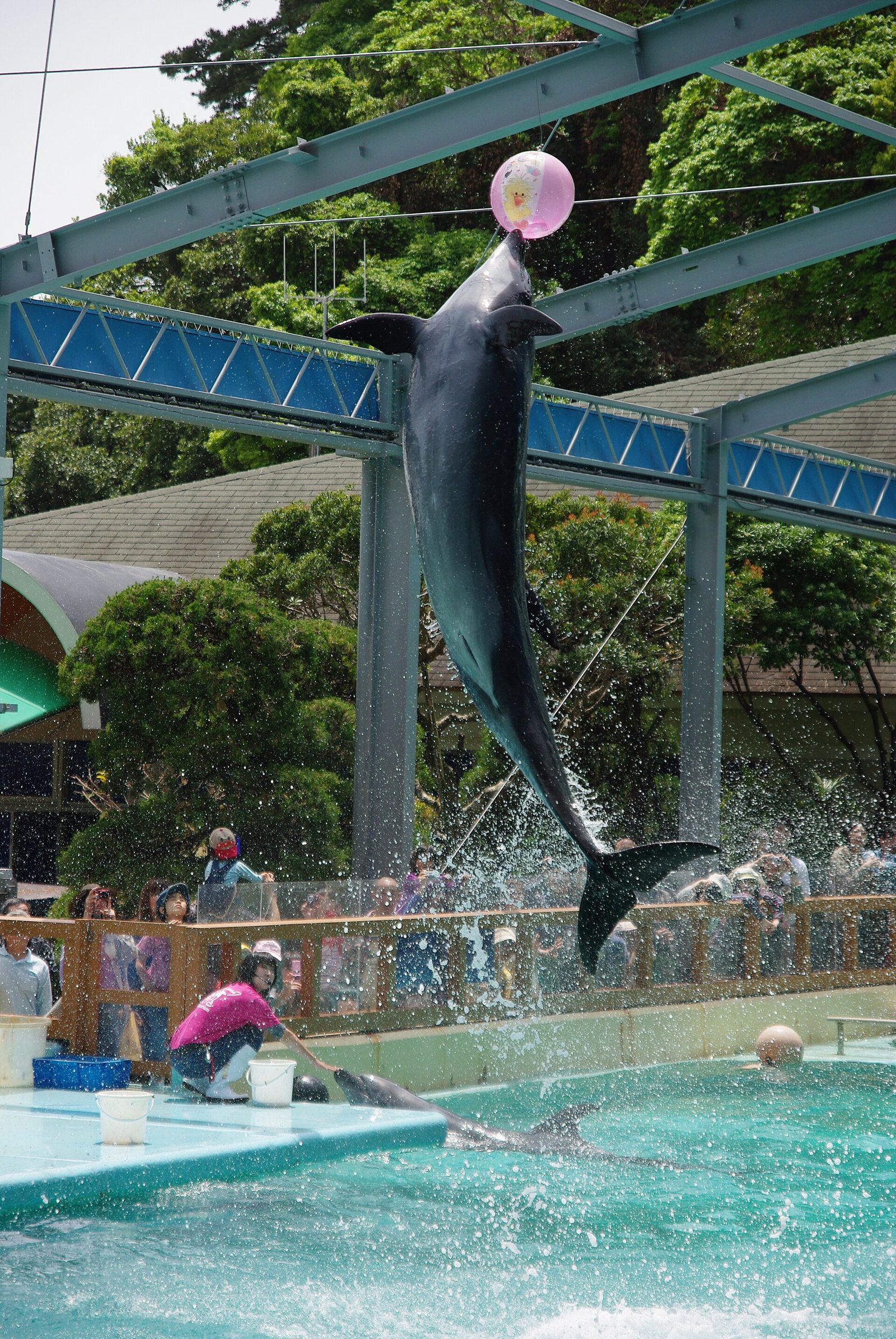 桂浜水族館の所要時間と回り方｜えさやり体験・駐車場込み