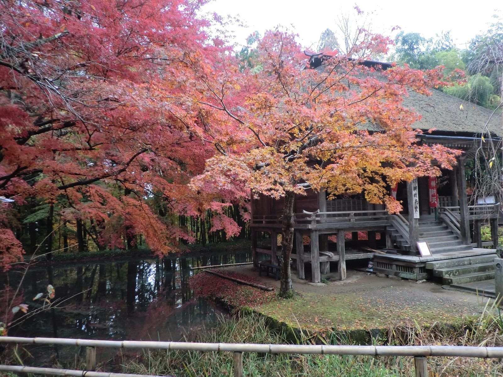 中尊寺の紅葉へ車なしでアクセス｜見頃と土日祝の巡回バス