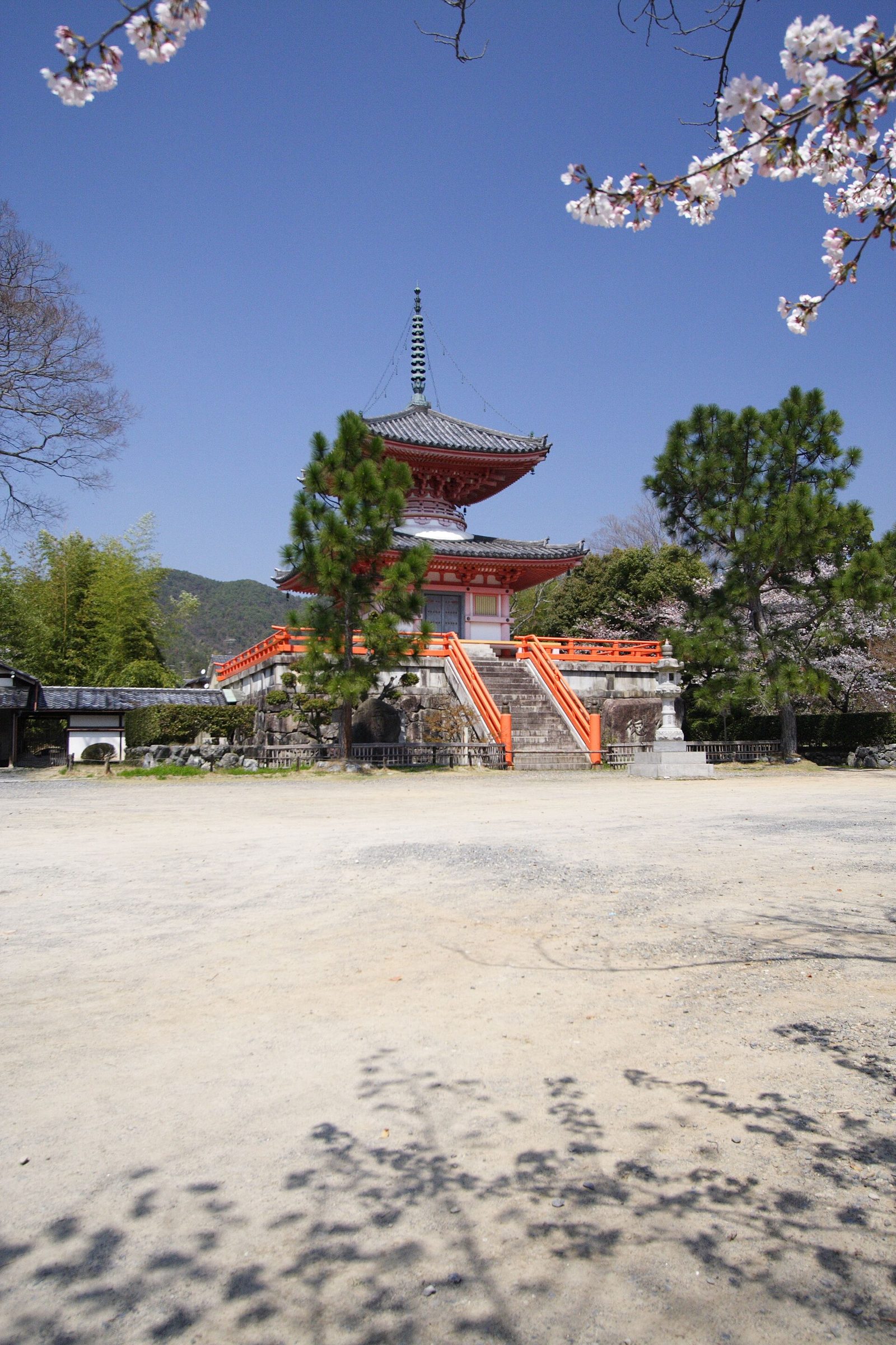 大覚寺の紅葉へ車なしで行く方法｜嵯峨嵐山駅から徒歩20分・嵯峨菊展は11月1日から