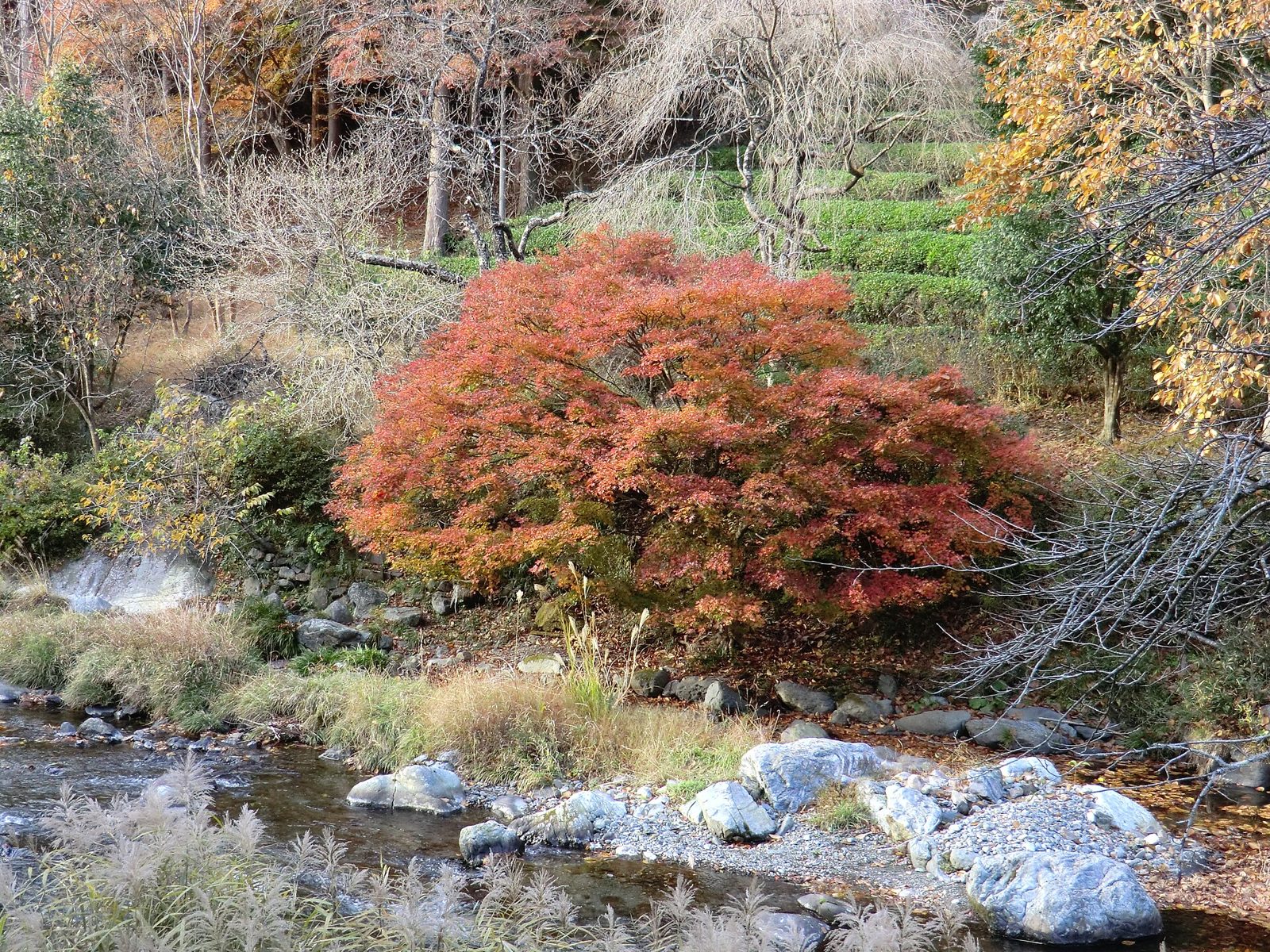 宝徳寺の紅葉へ車なしで行く方法｜11月中旬見頃・桐生駅からバス20〜40分