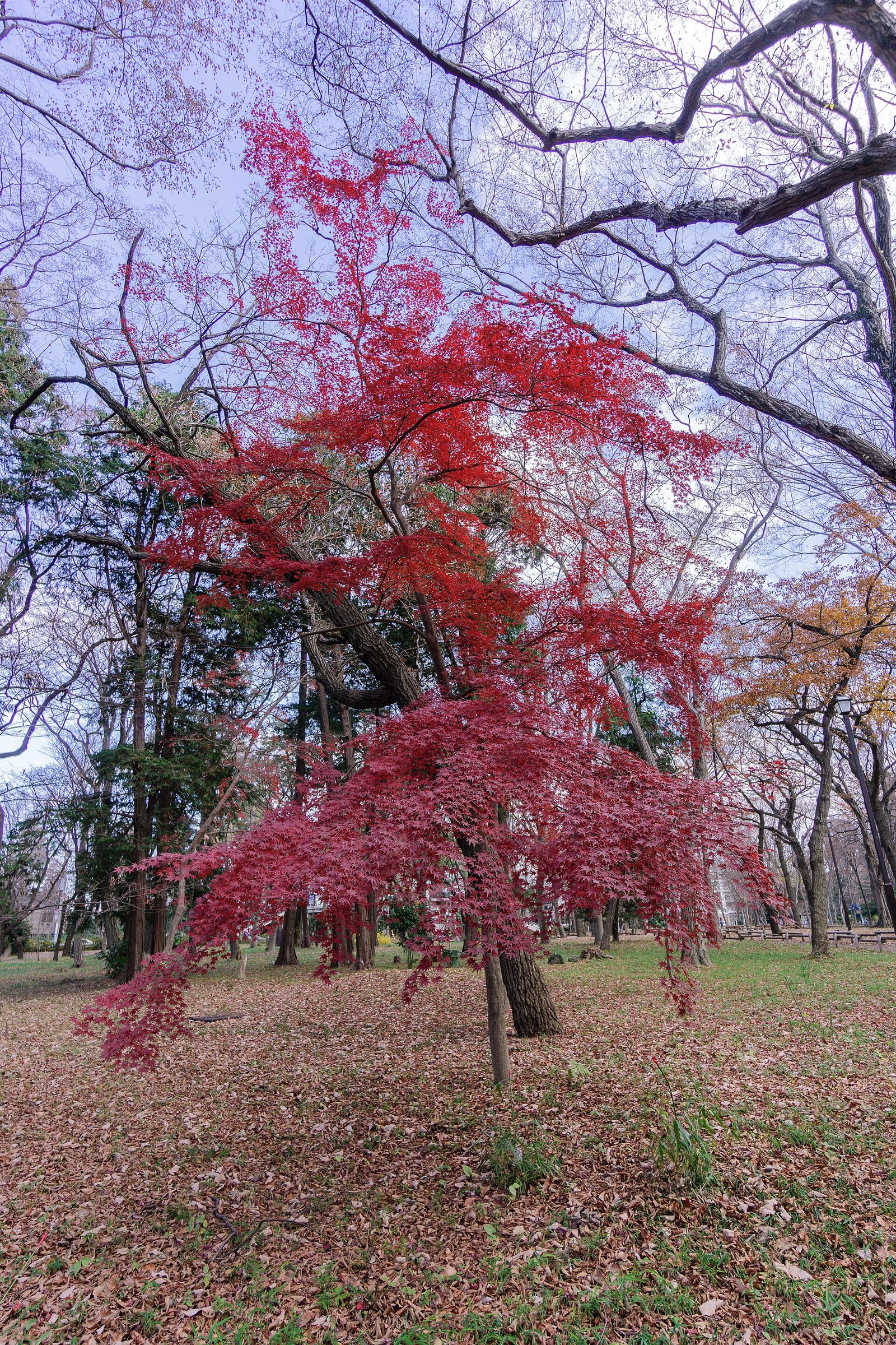 井の頭恩賜公園の紅葉へ車なしで｜11月下旬の見頃・吉祥寺駅と井の頭公園駅からのアクセス
