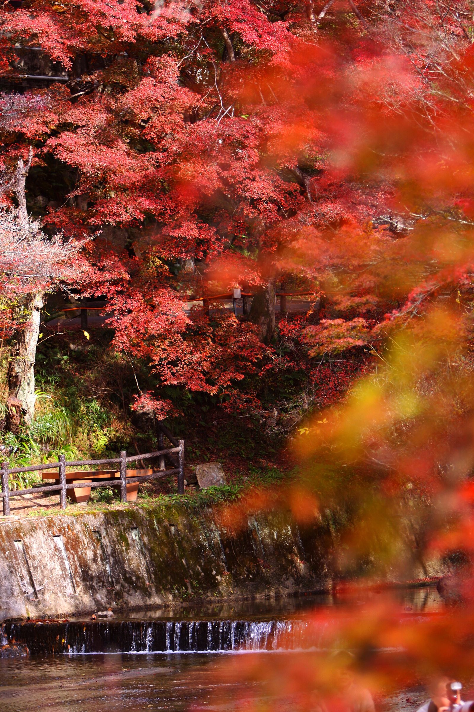 岩屋堂公園の紅葉へ車なしで行く方法｜11月中旬見頃・夜間ライトアップ