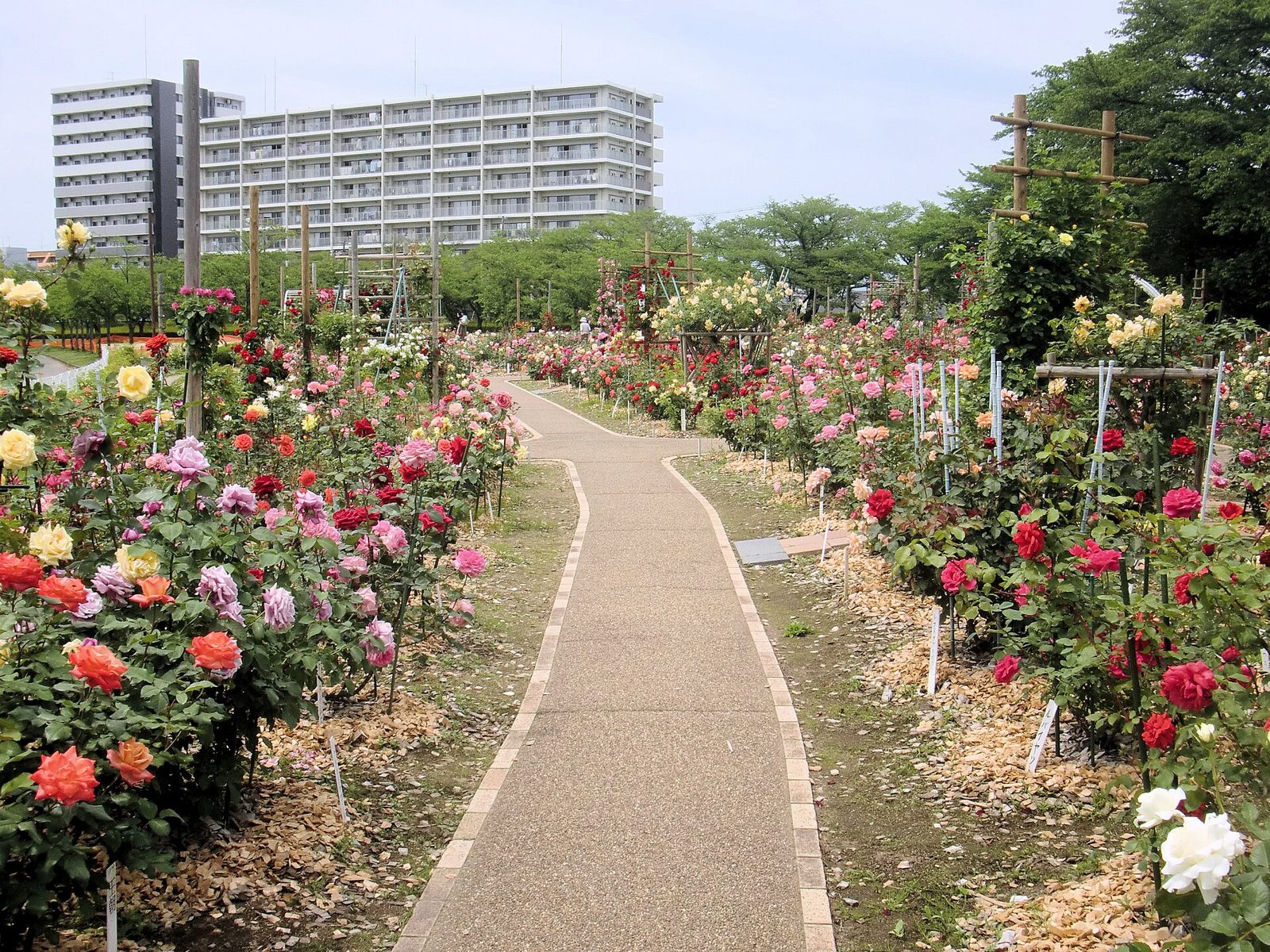 開成山公園の紅葉へ車なしでアクセス｜郡山駅から市役所バス停へ260円