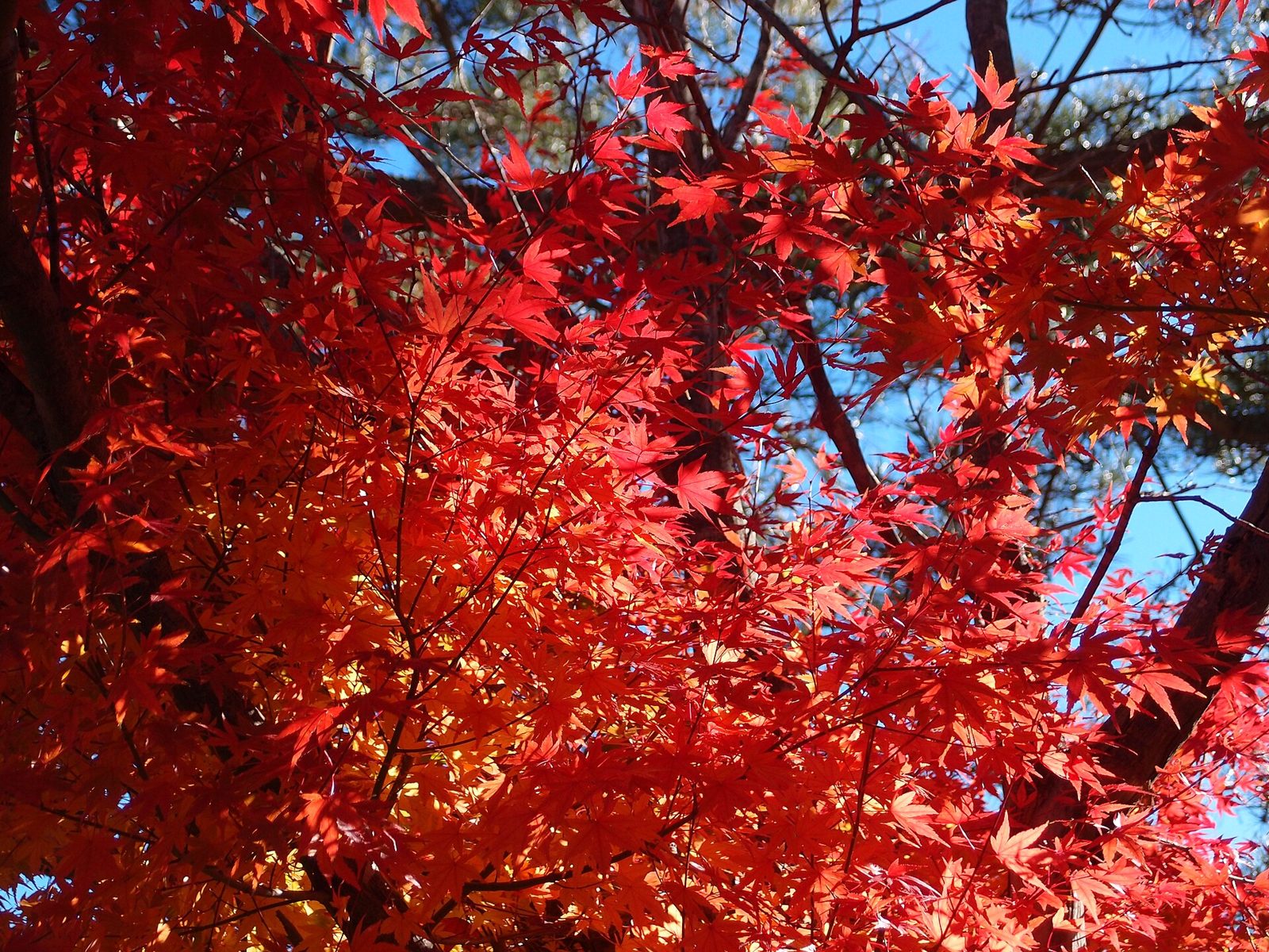河口湖もみじ回廊の紅葉へ車なしで行く方法｜2026年紅葉まつりは11月7日〜29日・バスの最終は18時台
