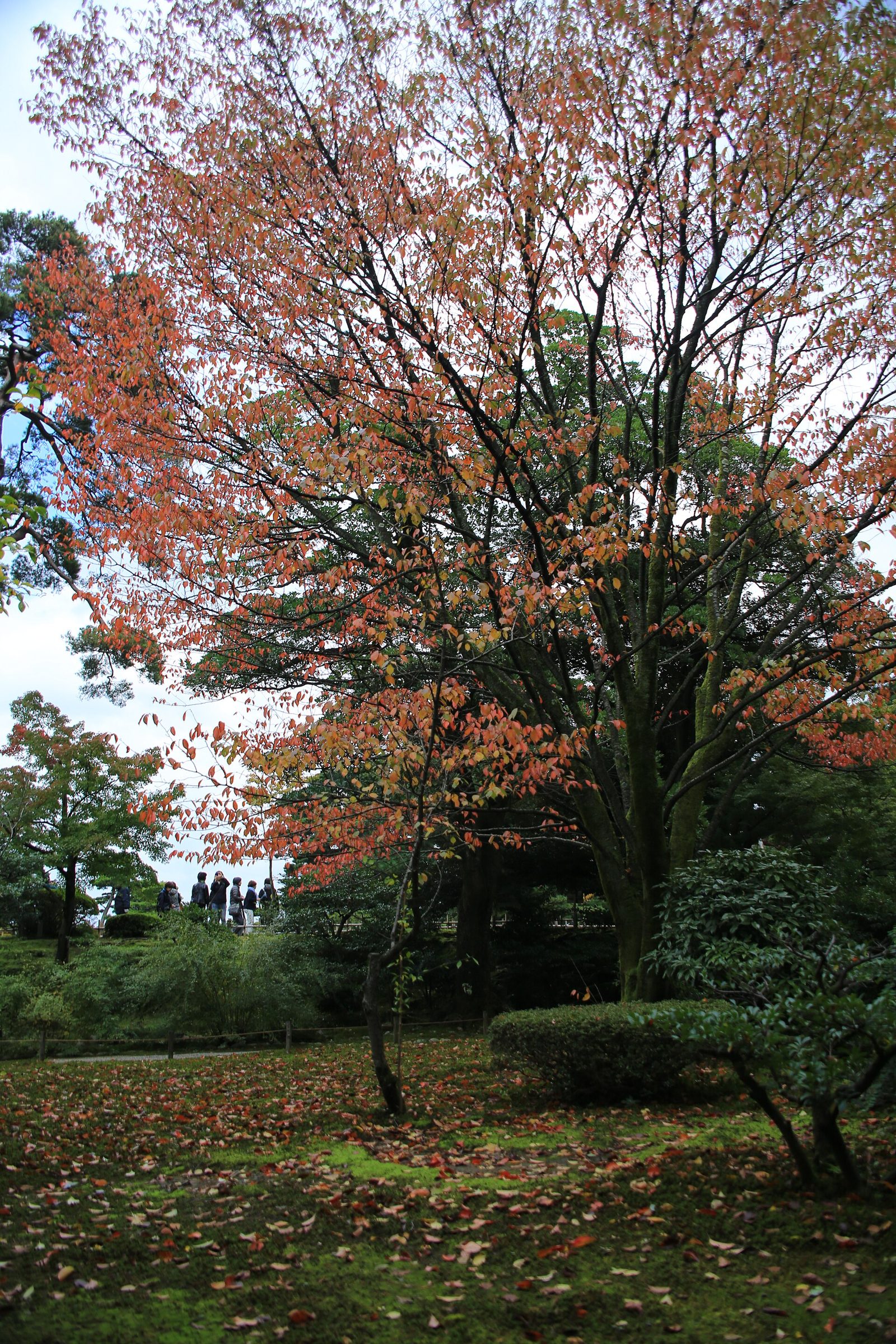 兼六園の紅葉へ車なしで行く方法｜見頃11月・ライトアップは入園無料