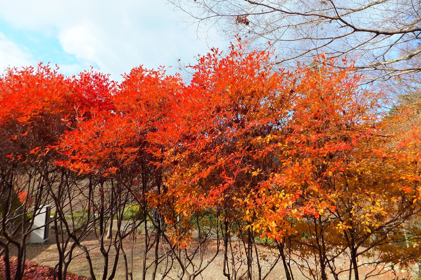 高源寺の紅葉へ車なしで行く方法｜もみじめぐりバスツアー2026年11月14日・石生駅からバス+タクシー