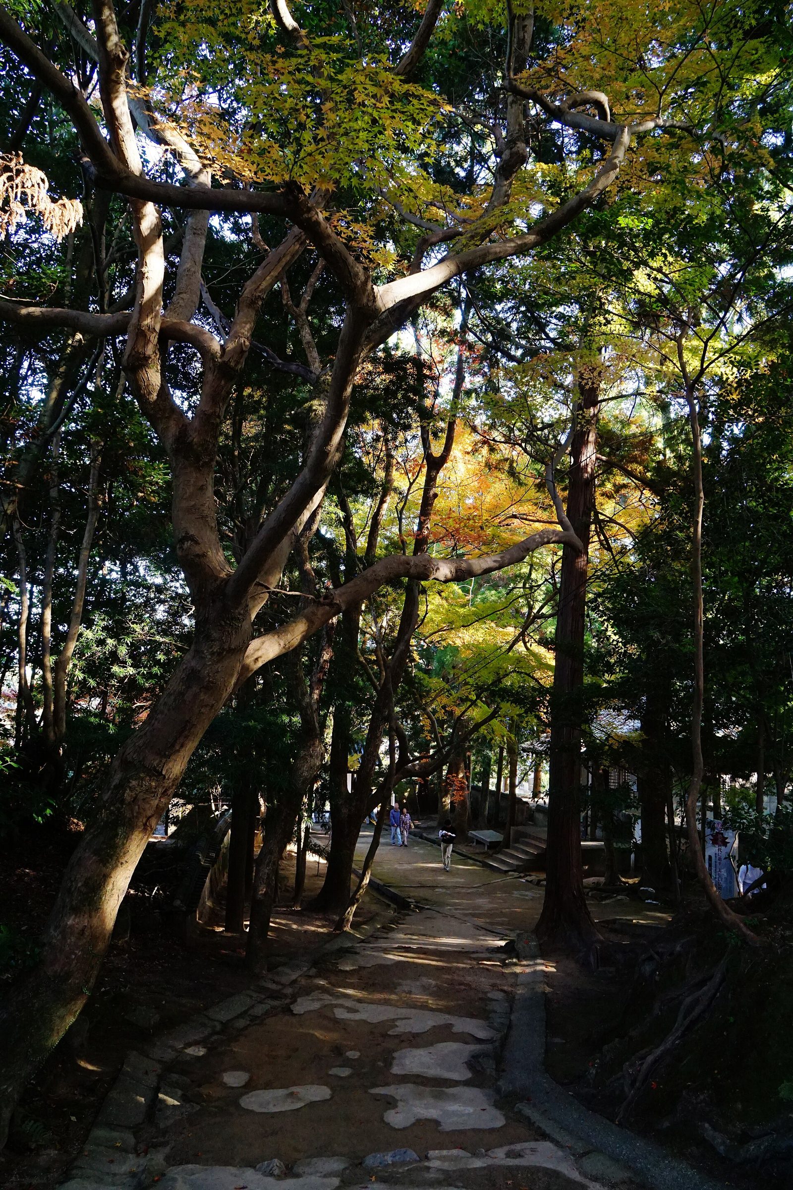 功山寺の紅葉へ車なしで行く方法｜11月の見頃とバスアクセス