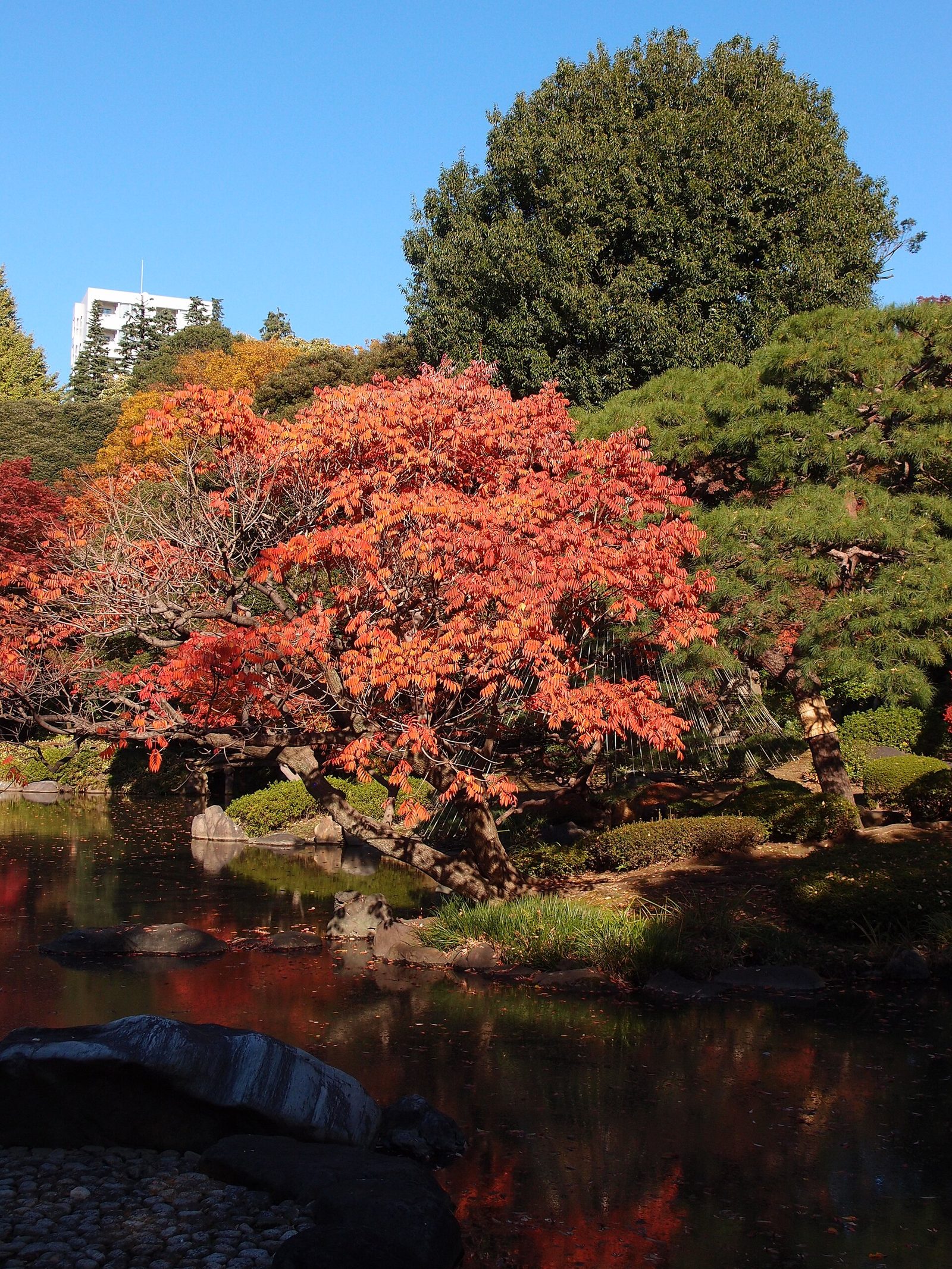 旧古河庭園の紅葉へ車なしで行く方法｜上中里駅・西ケ原駅から徒歩7分・紅葉とバラの秋は11月7日から