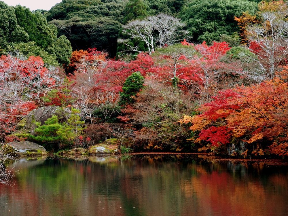 御船山楽園の紅葉へ車なしで行く方法｜11月の見頃と無料バス