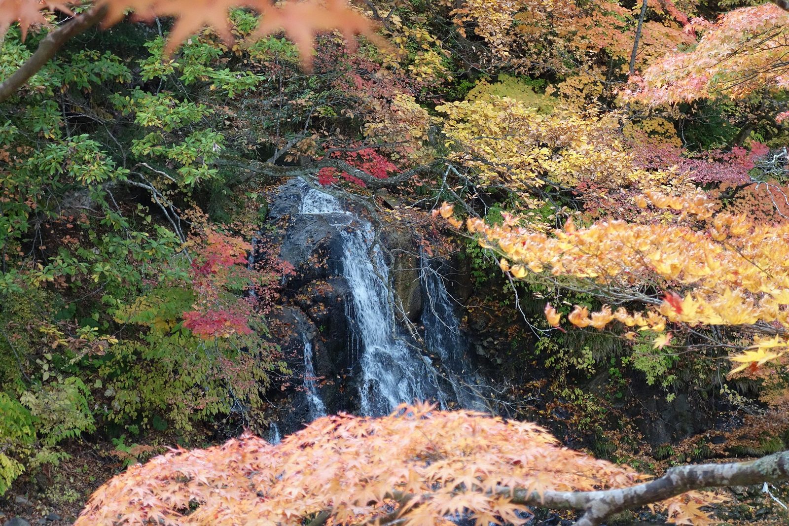中野もみじ山の紅葉へ車なしで行く方法｜10〜11月・黒石駅発バス
