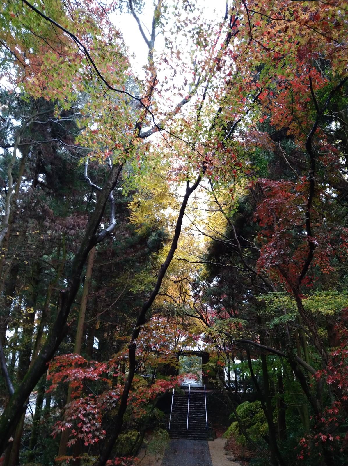 根來寺の紅葉へ車なしで行く方法｜11月下旬から・巡回バスアクセス