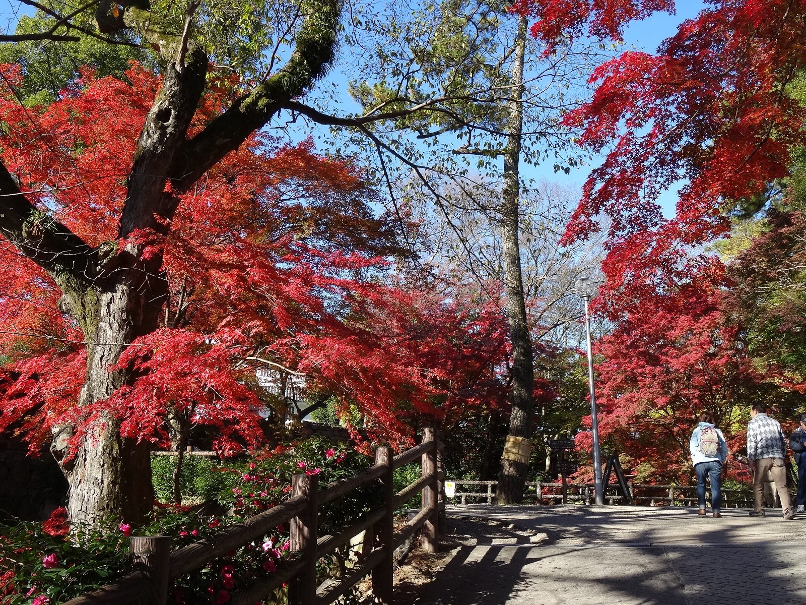 岡崎公園の紅葉へ車なしで行く方法｜見頃11月下旬・東岡崎駅から徒歩15分