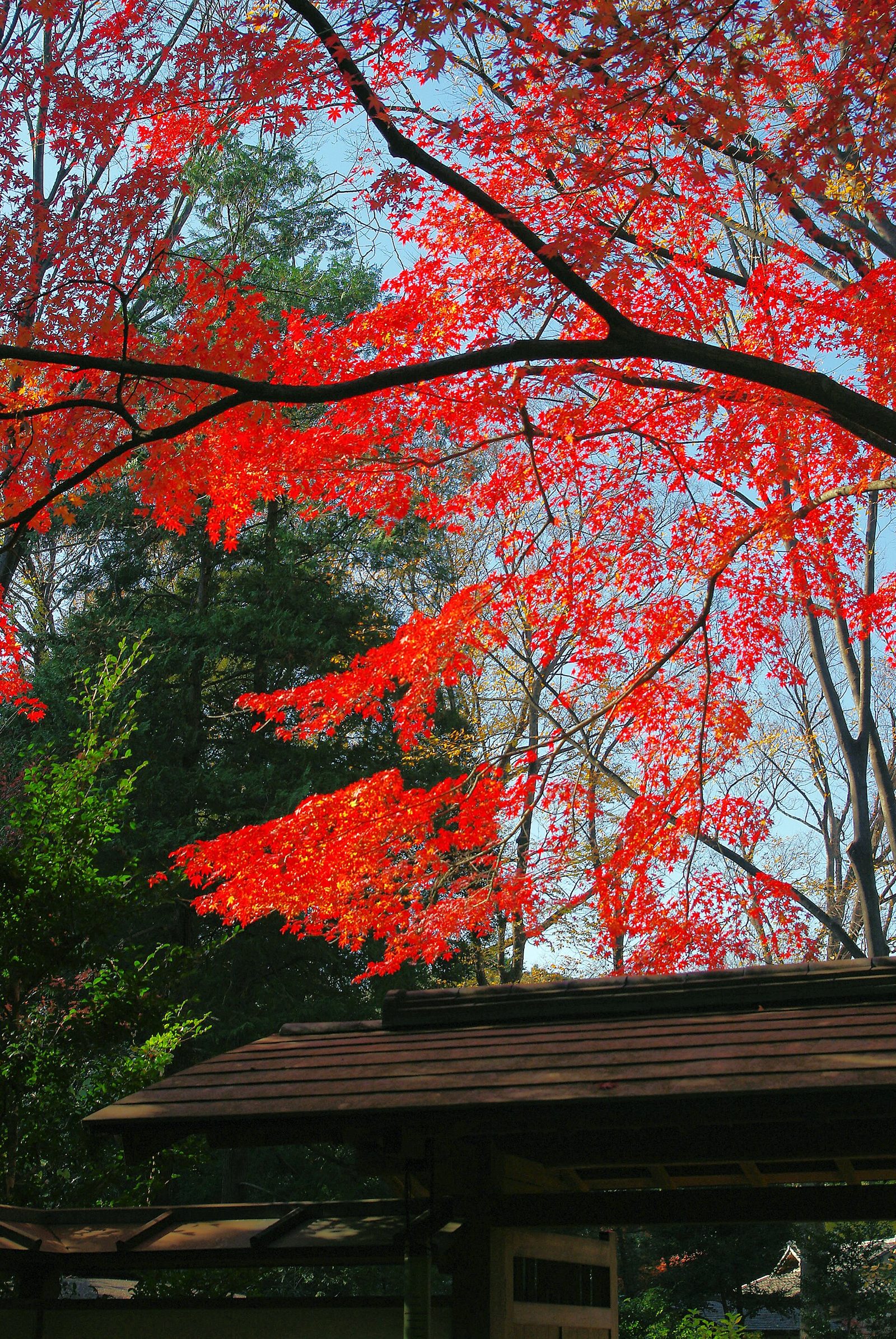 六義園の紅葉へ車なしで行く方法｜駒込駅から徒歩7分・夜間観賞1,200円