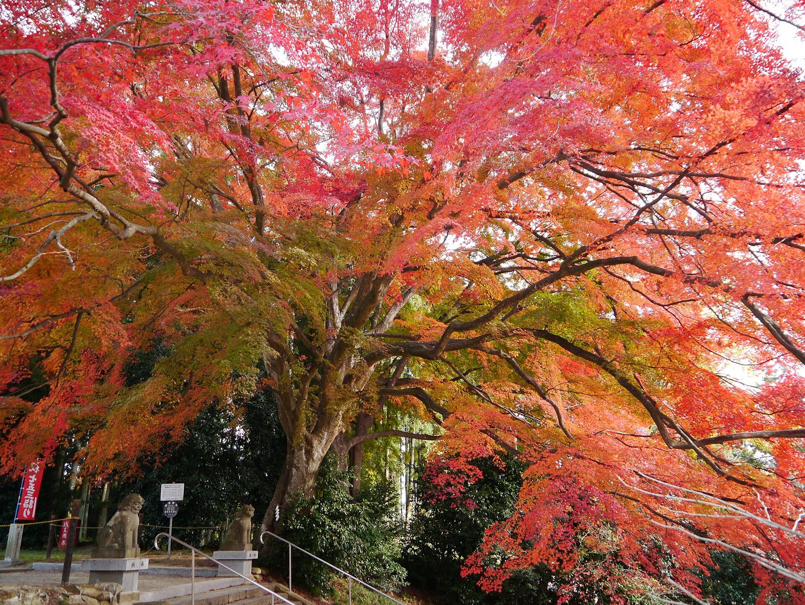 賀茂神社（仙台）の紅葉へ車なしで｜見頃・八乙女駅からのアクセス