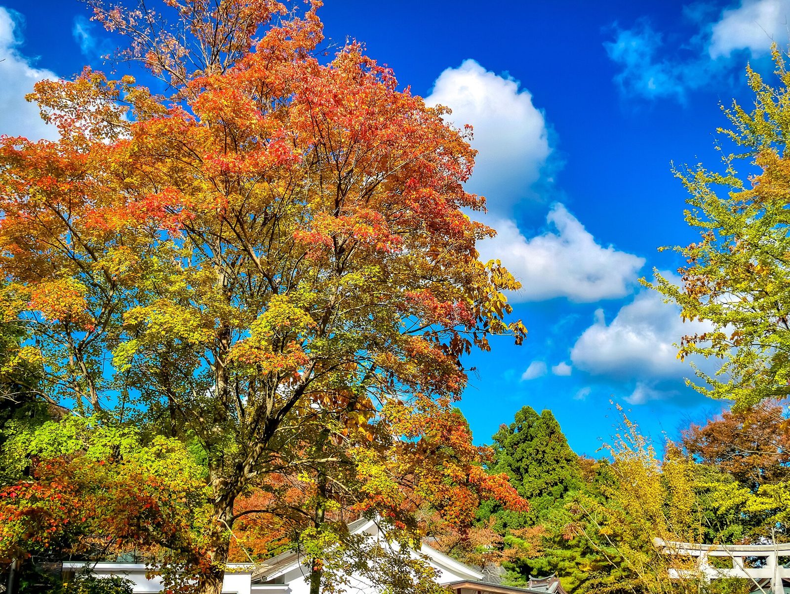 千秋公園の紅葉へ車なしで行く方法｜秋田駅から徒歩15分・ぐるる100円・見頃は例年10月中旬〜