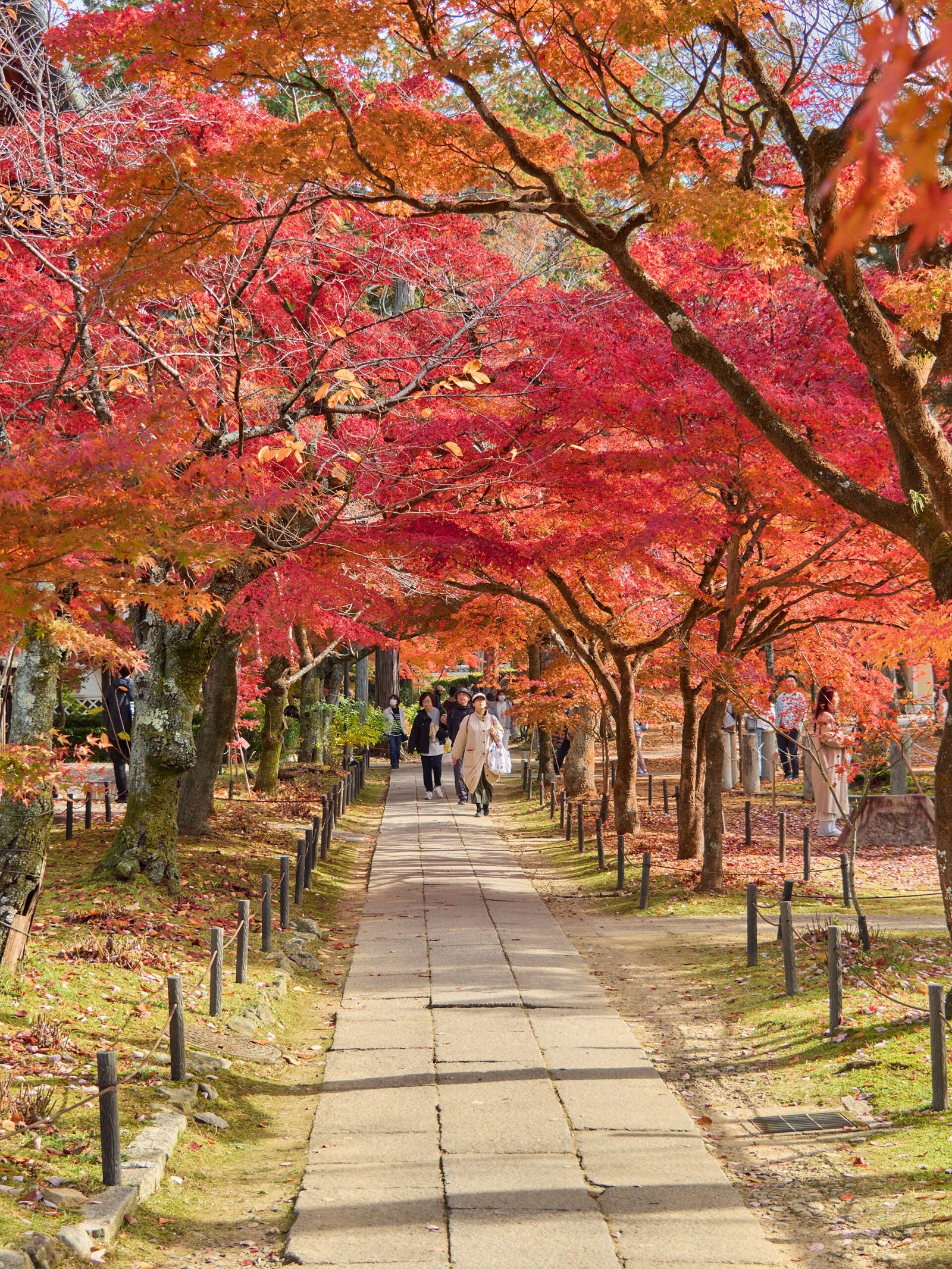 真如堂の紅葉へ車なしで行く方法｜11月の見頃とバスアクセス