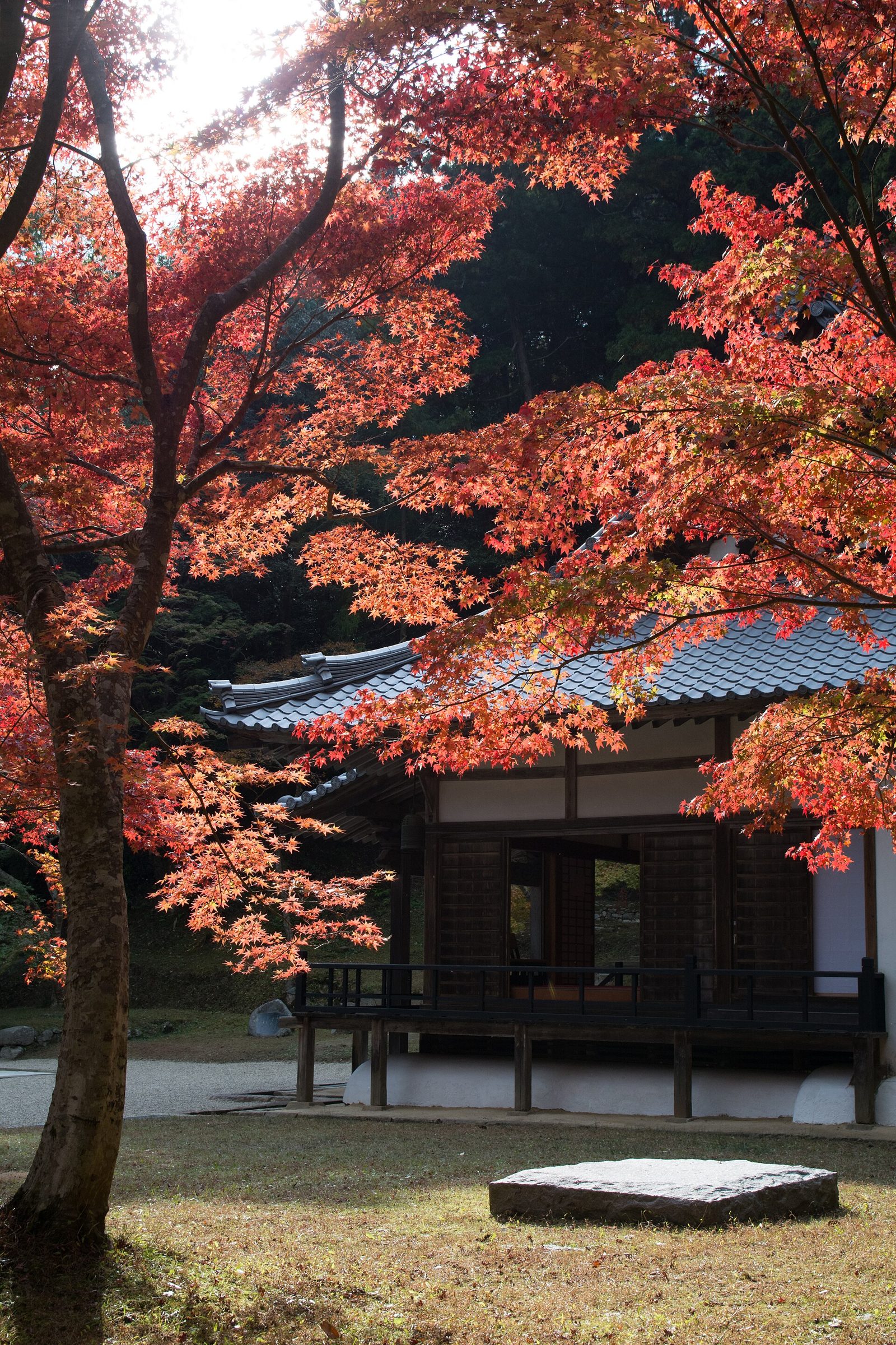 正暦寺の紅葉へ車なしで行く方法｜秋季特別拝観11/3〜12/6・臨時バスは例年11月下旬
