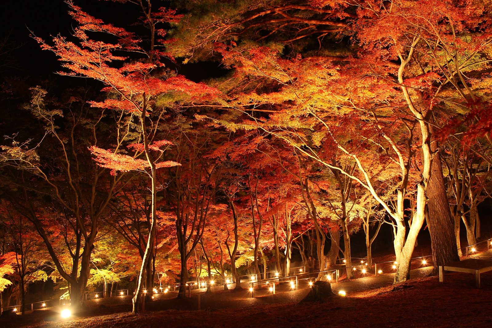 修善寺虹の郷の紅葉へ車なしで行く方法｜見頃11月中旬〜12月上旬・修善寺駅からバス約20分