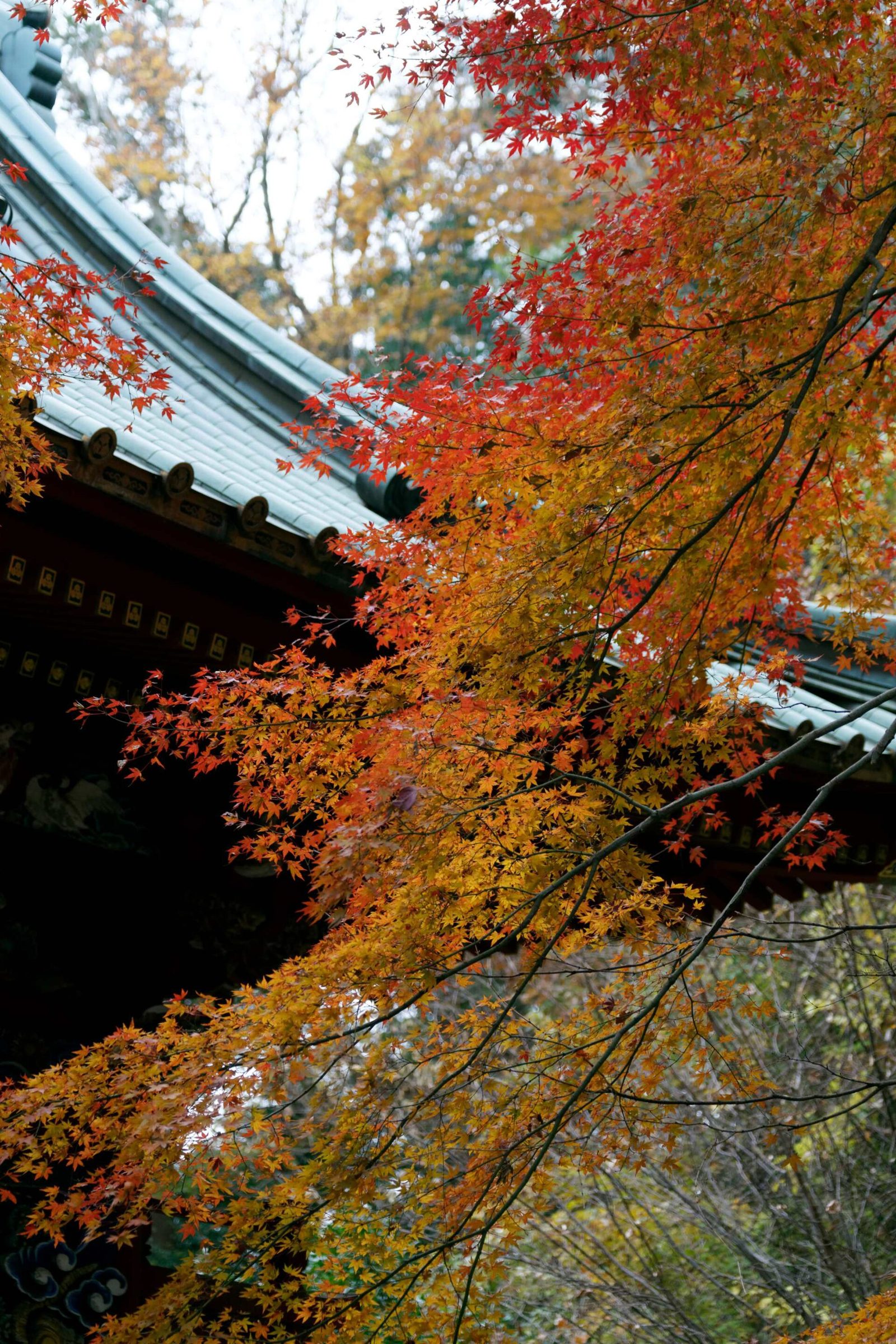 高尾山の紅葉へ車なしで行く方法｜見頃11月中旬・Mt.TAKAO号410円