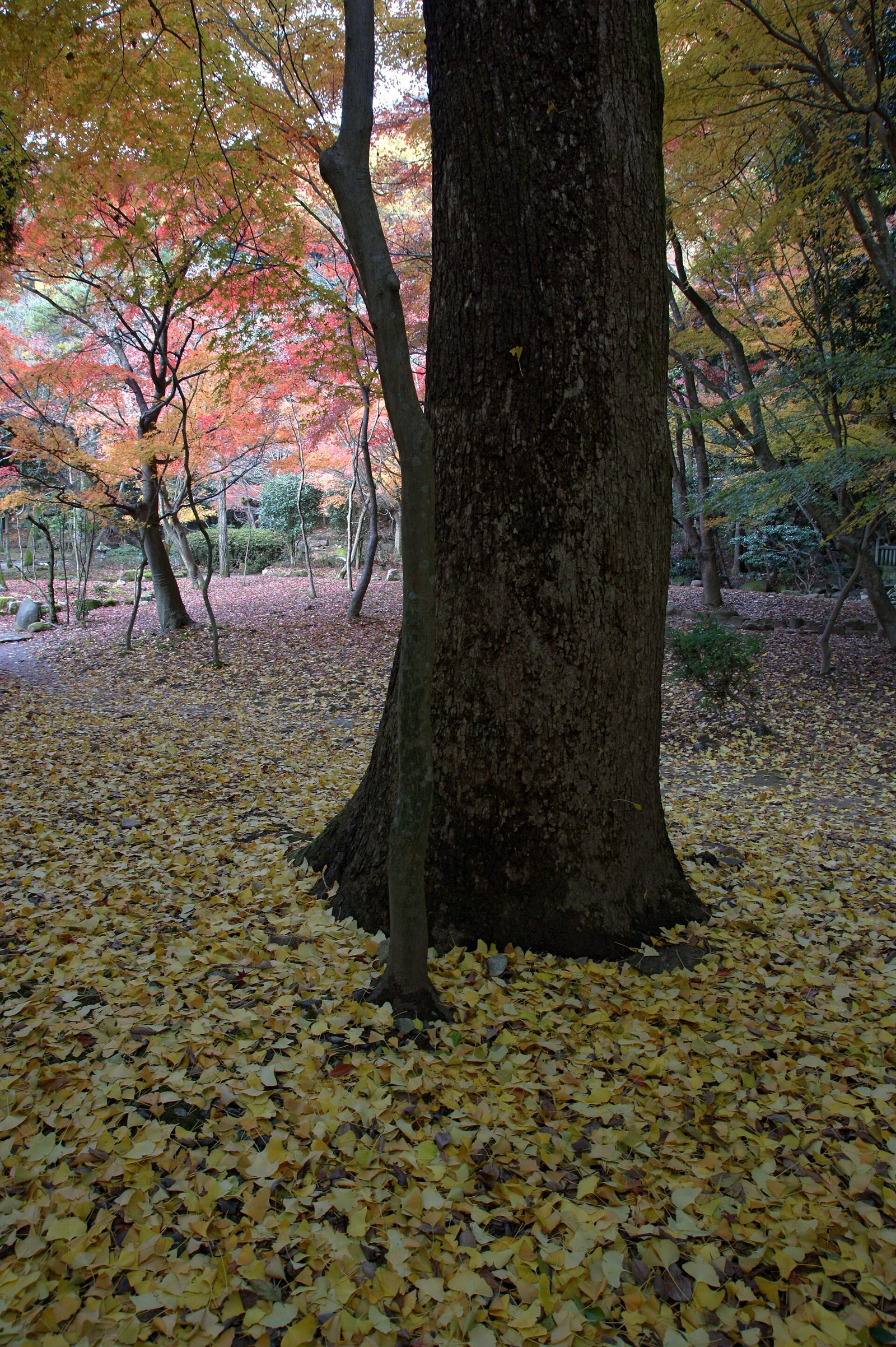 龍野公園の紅葉へ車なしで|本竜野駅徒歩25分のアクセスと見頃