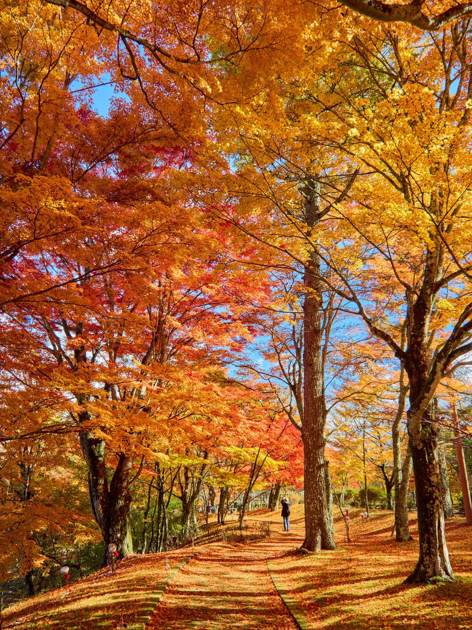 山中湖旭日丘湖畔緑地公園の紅葉へ車なしで行く方法｜紅葉まつり10月30日〜11月15日・ライトアップ16:30〜20:30