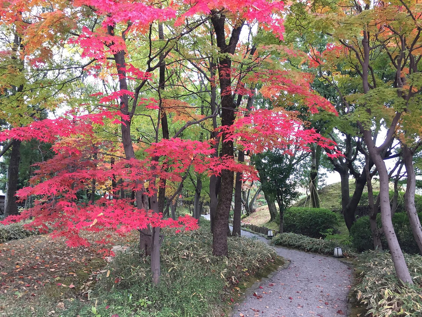 養浩館庭園の紅葉へ車なしで行く方法｜例年11月中旬〜下旬・秋のライトアップは金土日祝のみ