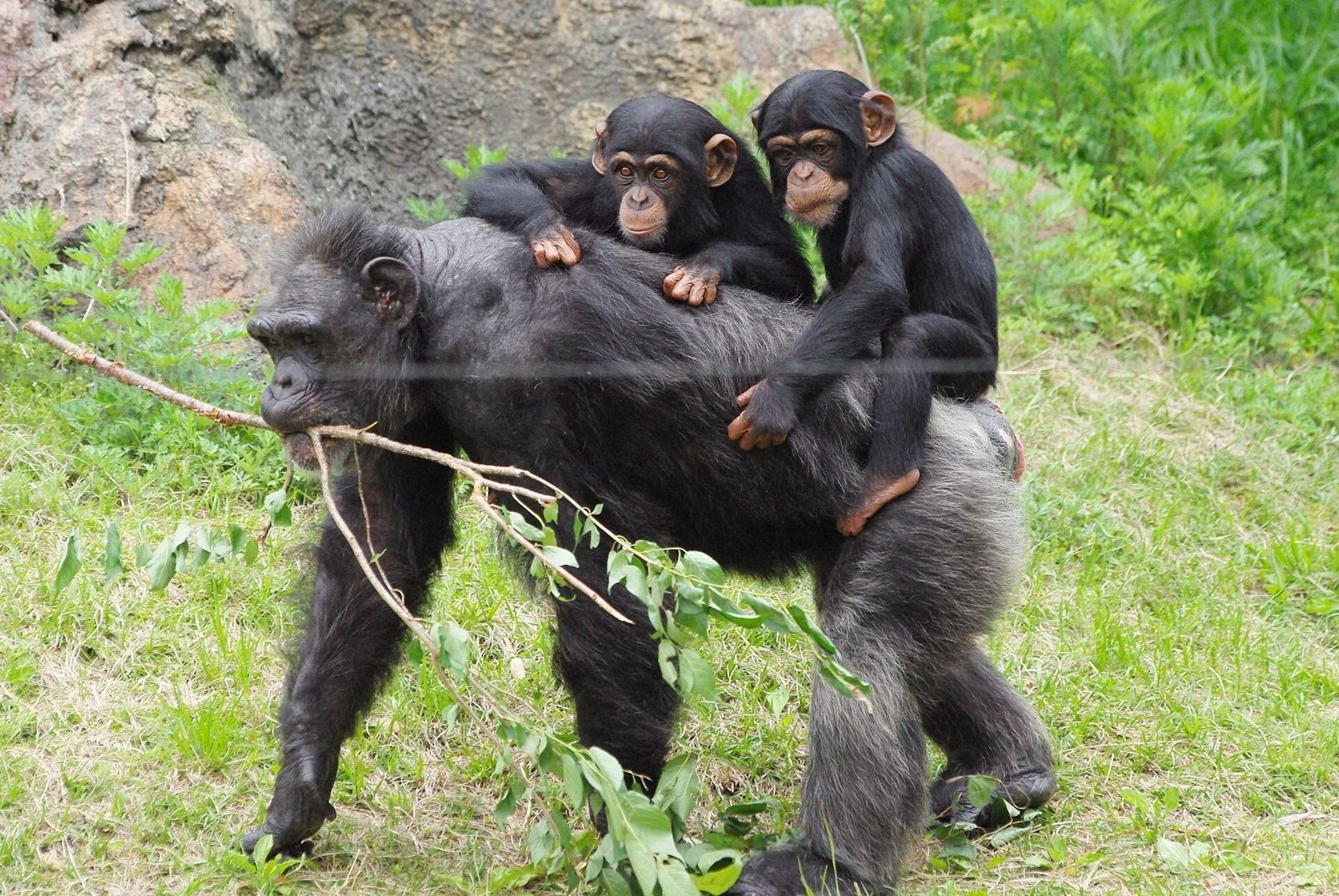 高知県立のいち動物公園の所要時間と回り方｜4エリア構成の実務ガイド