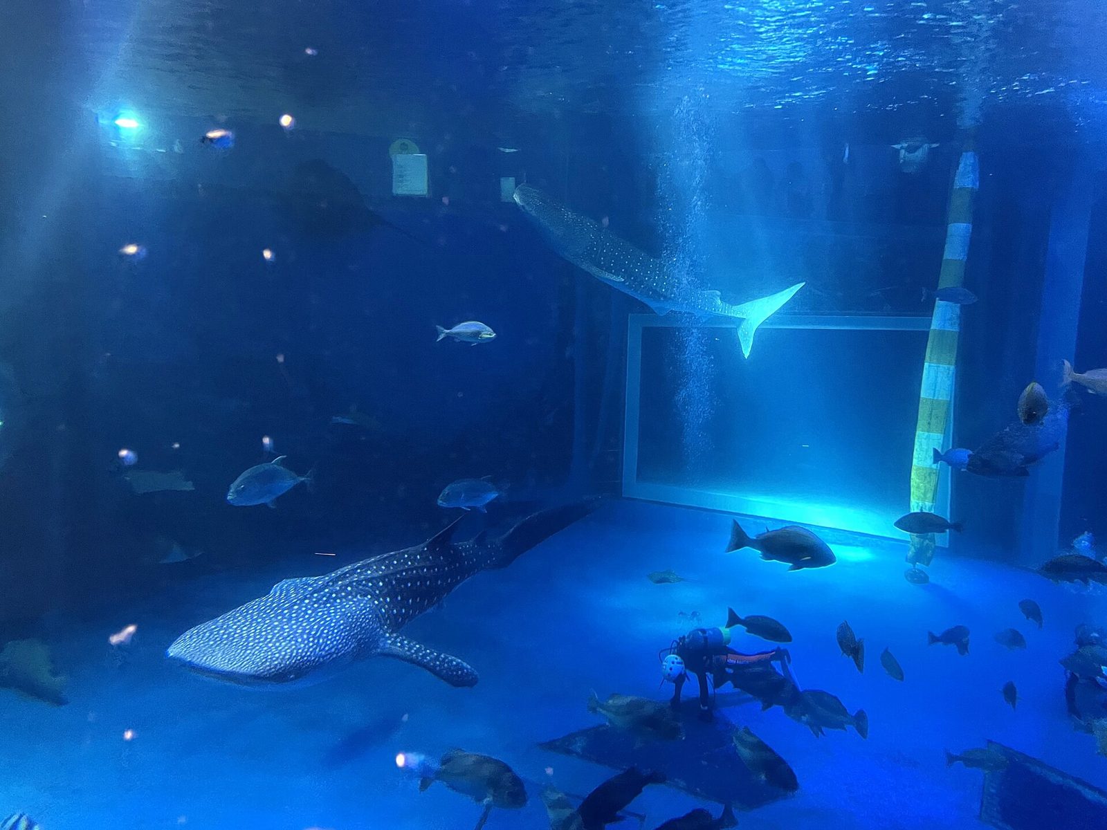 のとじま水族館の所要時間と回り方｜ショー時刻