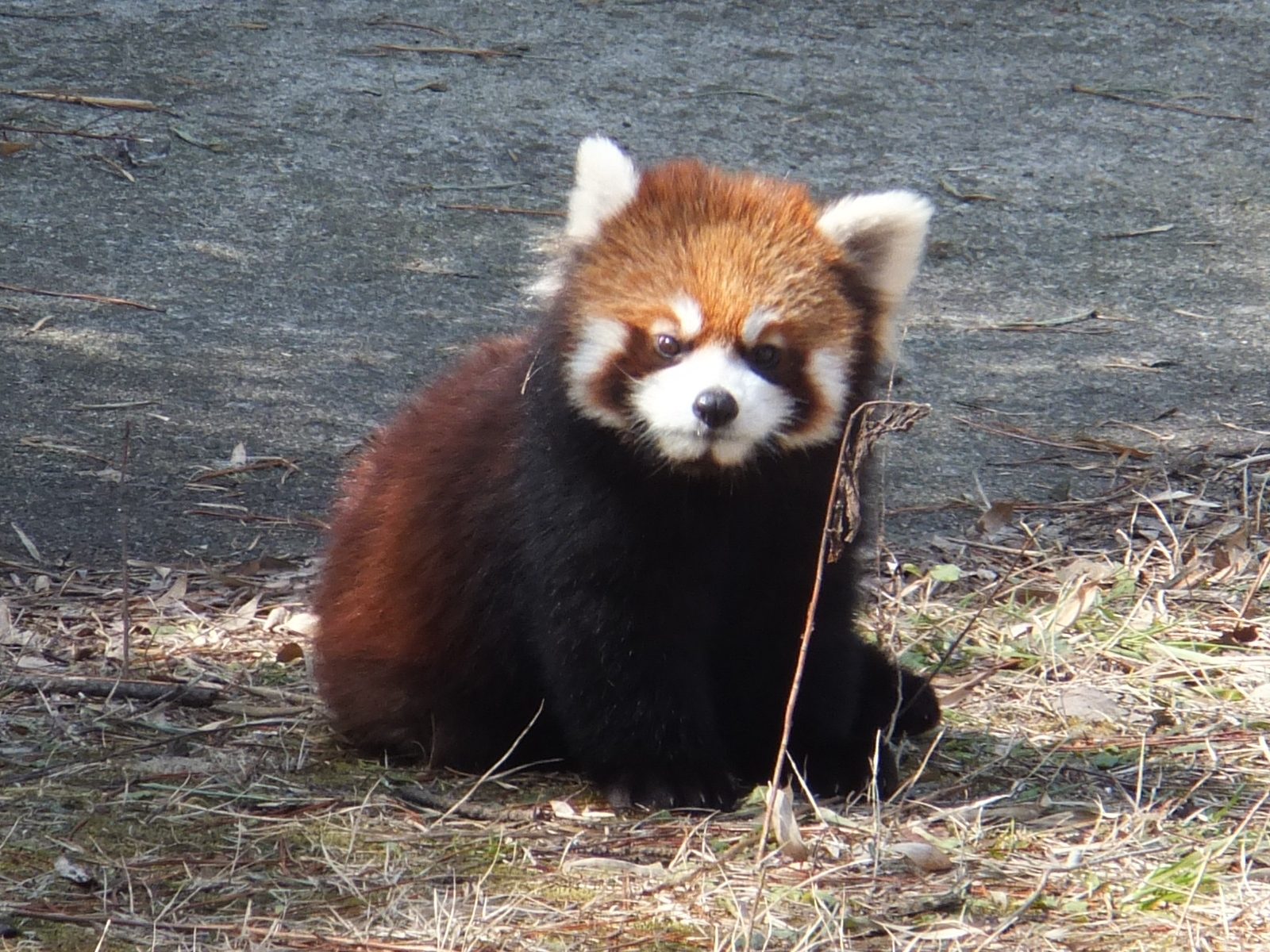 大森山動物園の所要時間と回り方｜広大な高低差のある園内を効率よく