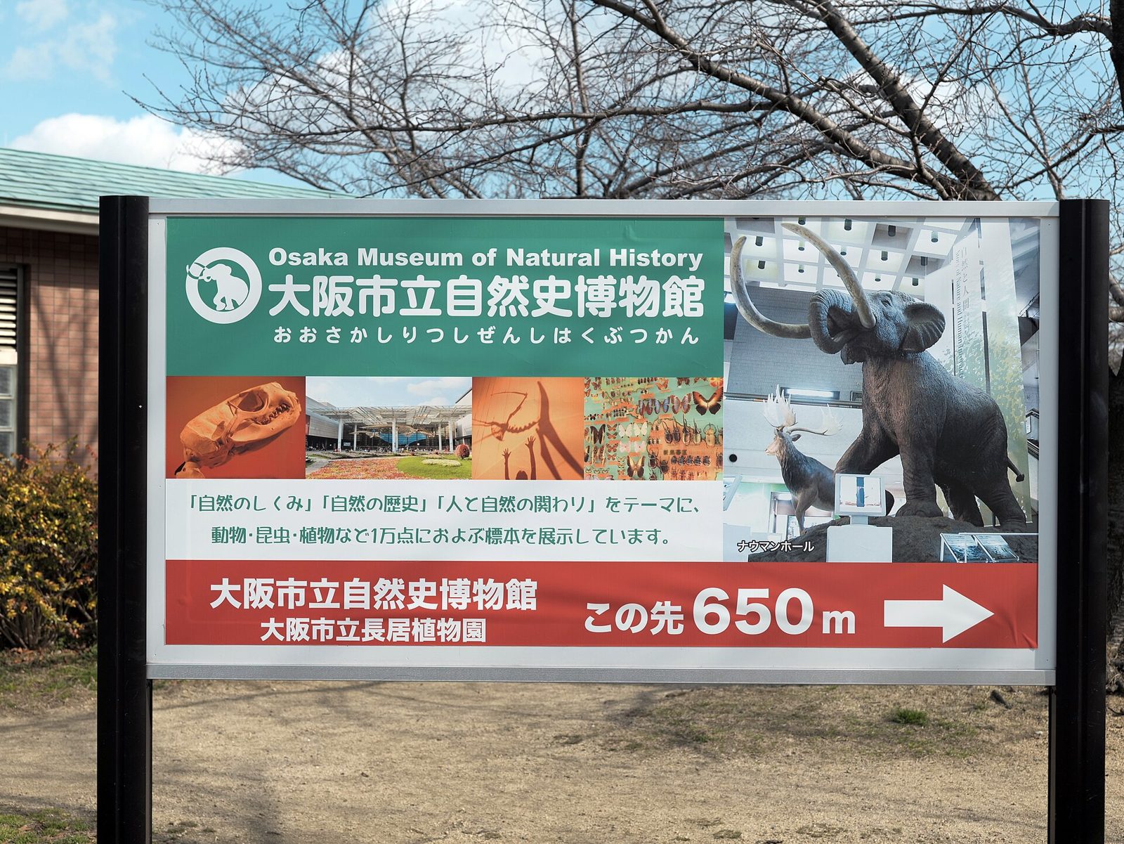 大阪市立自然史博物館の所要時間と回り方｜長居植物園と共通券