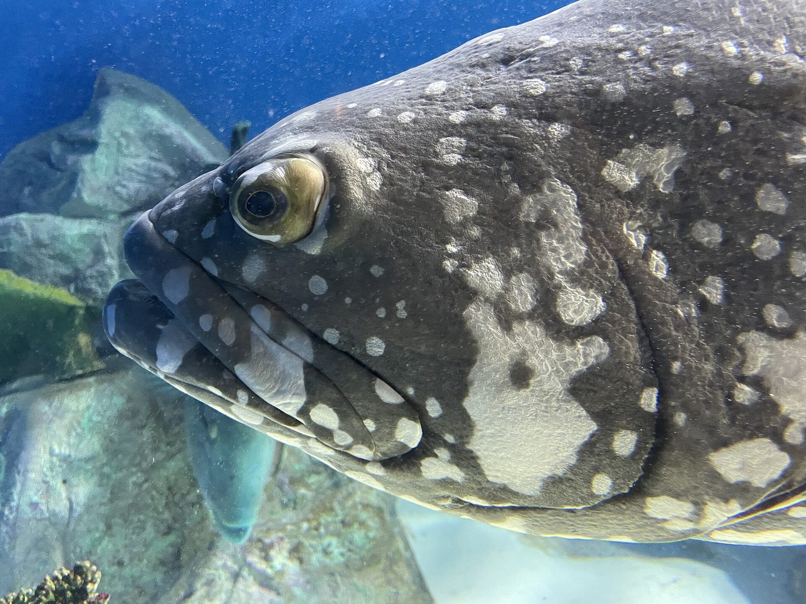 おたる水族館の所要時間と回り方｜2時間目安と再入館の条件