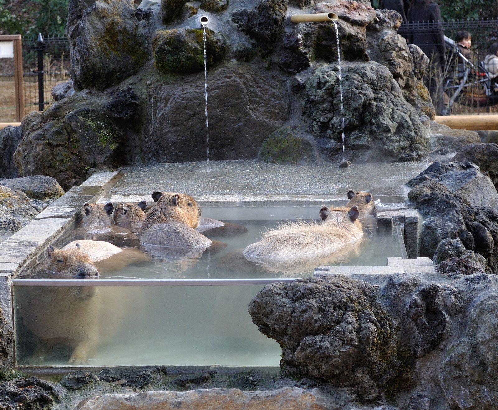 こども動物自然公園の所要時間と回り方｜入園料900円・高坂駅からバス約5分