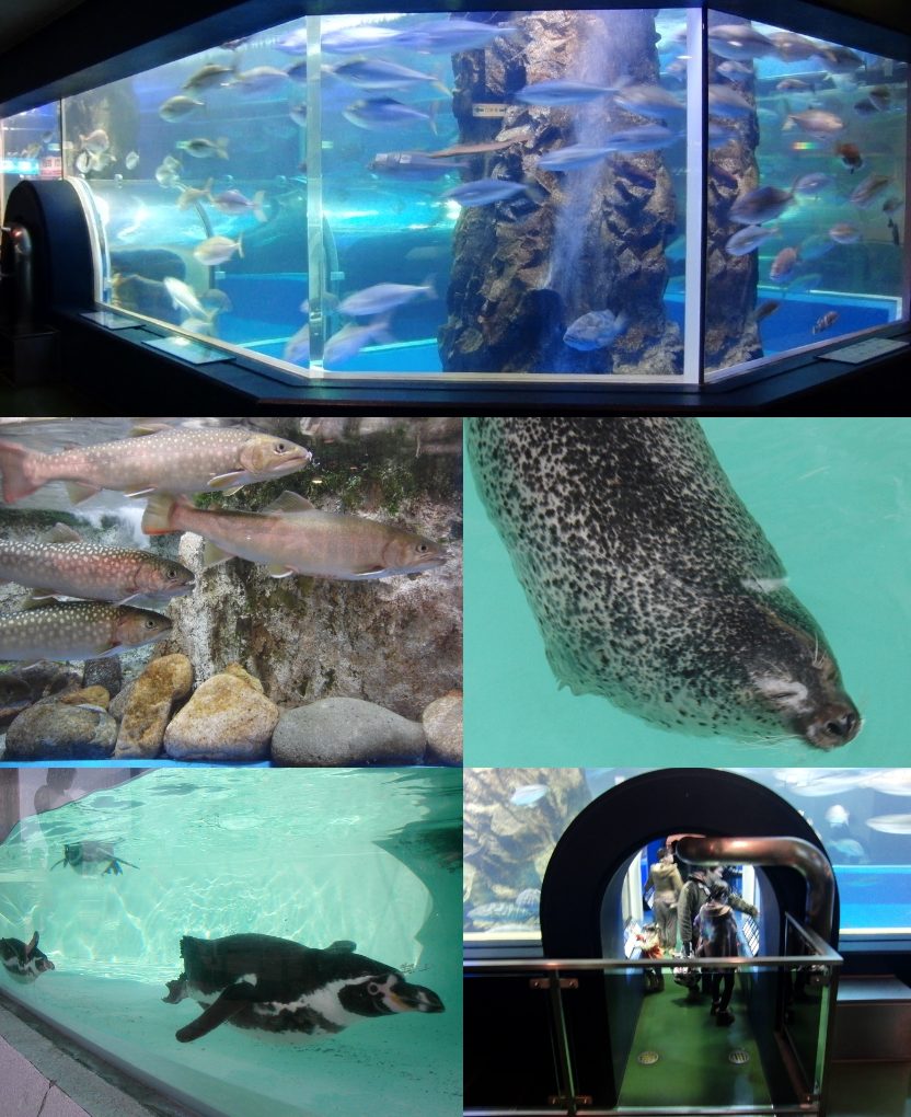 魚津水族館の所要時間と回り方｜330種1万点を2階・3階で