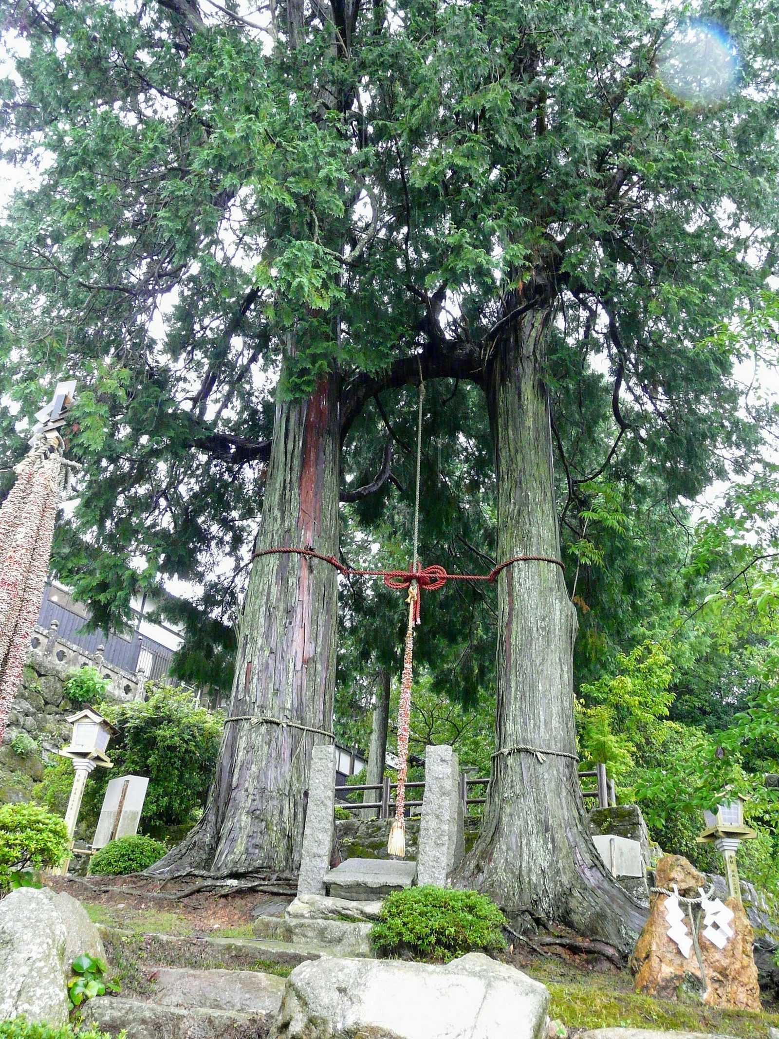 武雄神社へ車なしで行く｜武雄温泉駅から徒歩25分・大楠の参拝行程