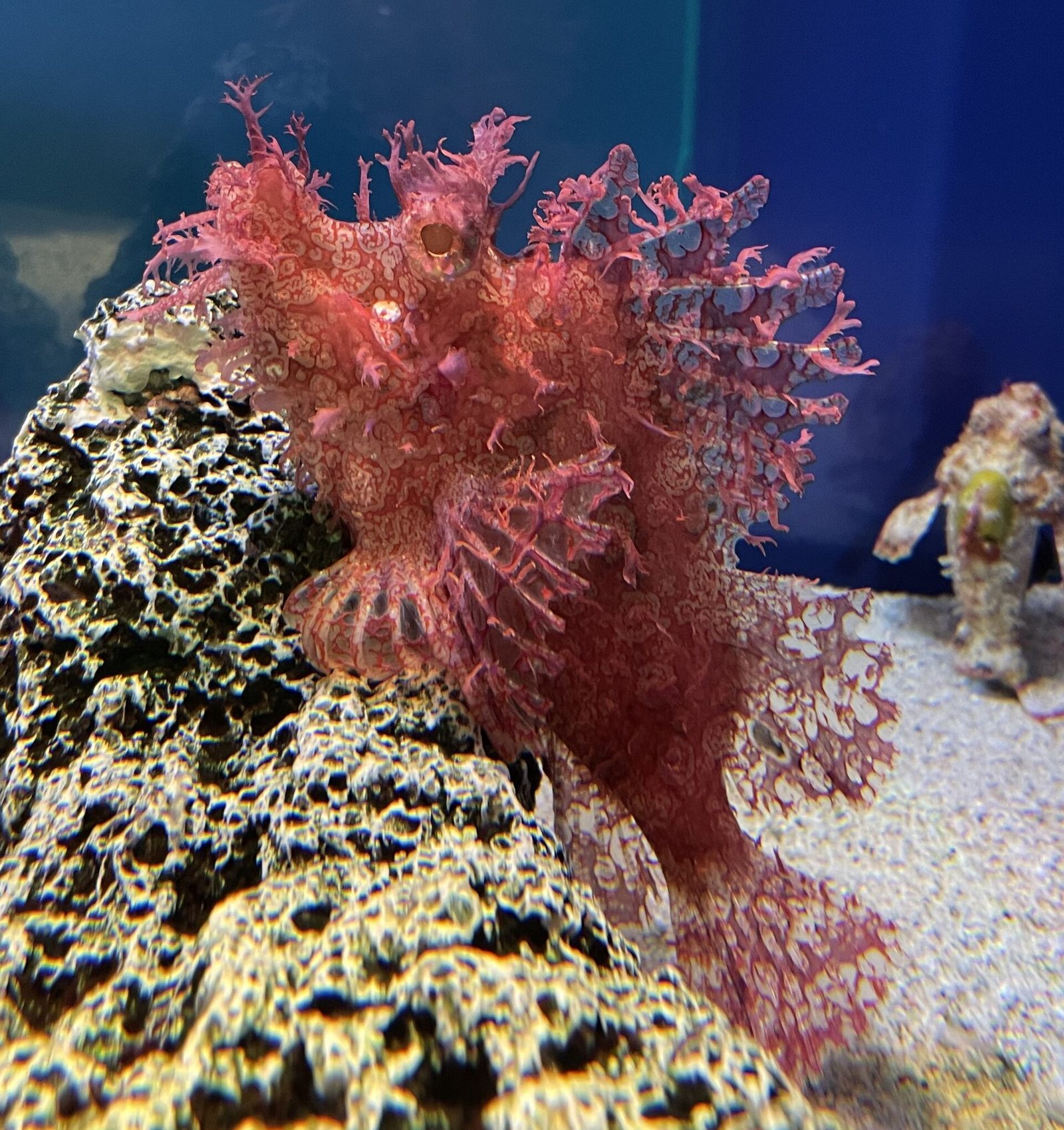 島根県立しまね海洋館アクアスの所要時間と回り方｜再入館可